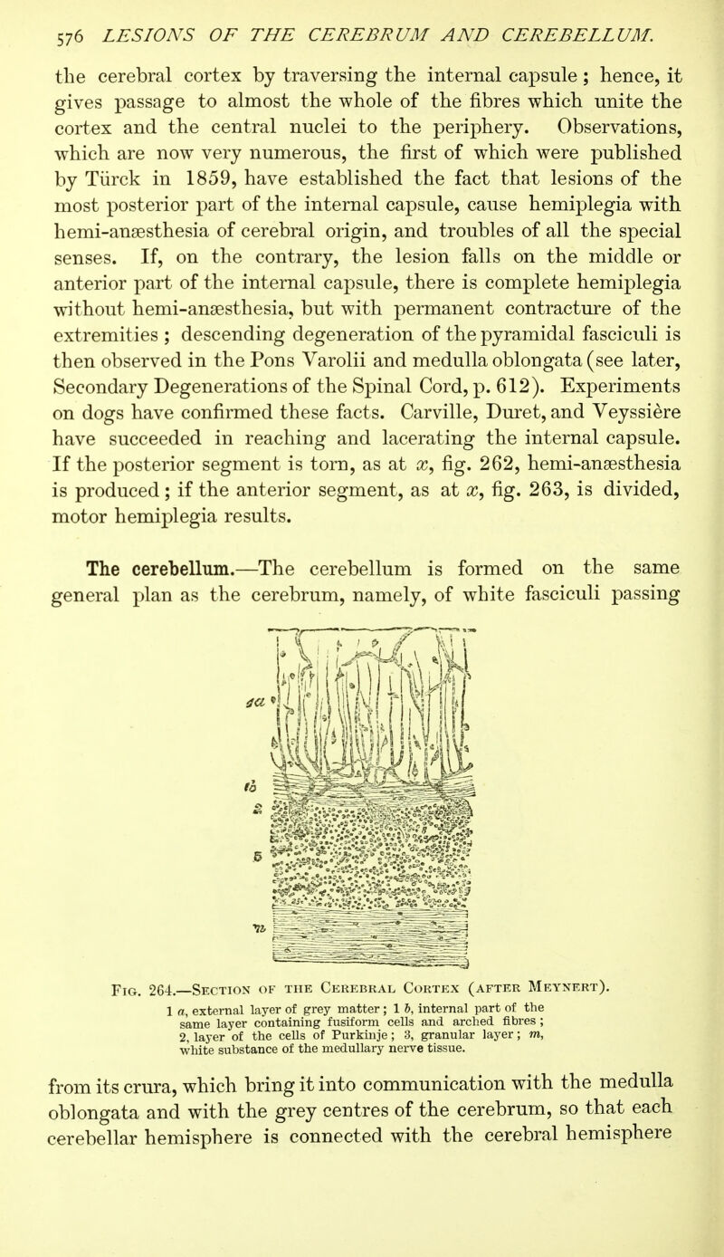 the cerebral cortex by traversing the internal capsule ; hence, it gives passage to almost the whole of the fibres which unite the cortex and the central nuclei to the periphery. Observations, which are now very numerous, the first of which were published by Tiirck in 1859, have established the fact that lesions of the most posterior part of the internal capsule, cause hemiplegia with hemi-anassthesia of cerebral origin, and troubles of all the special senses. If, on the contrary, the lesion falls on the middle or anterior part of the internal capsule, there is complete hemiplegia without hemi-ansesthesia, but with permanent contracture of the extremities ; descending degeneration of the pyramidal fasciculi is then observed in the Pons Varolii and medulla oblongata (see later, Secondary Degenerations of the Spinal Cord, p. 612). Experiments on dogs have confirmed these facts. Carville, Duret, and Veyssière have succeeded in reaching and lacerating the internal capsule. If the posterior segment is torn, as at x, fig. 262, hemi-ansesthesia is produced ; if the anterior segment, as at x, fig. 263, is divided, motor hemiplegia results. The cerebellum.—The cerebellum is formed on the same general plan as the cerebrum, namely, of white fasciculi passing Fig. 264.—Section of the Cerebral Cortex (after Meynert). 1 a, external layer of grey matter ; 1 b, internal part of the same layer containing fusiform cells and arched fibres ; 2, layer of the cells of Purkinje ; 3, granular layer ; m, white substance of the medullary nerve tissue. from its crura, which bring it into communication with the medulla oblongata and with the grey centres of the cerebrum, so that each cerebellar hemisphere is connected with the cerebral hemisphere