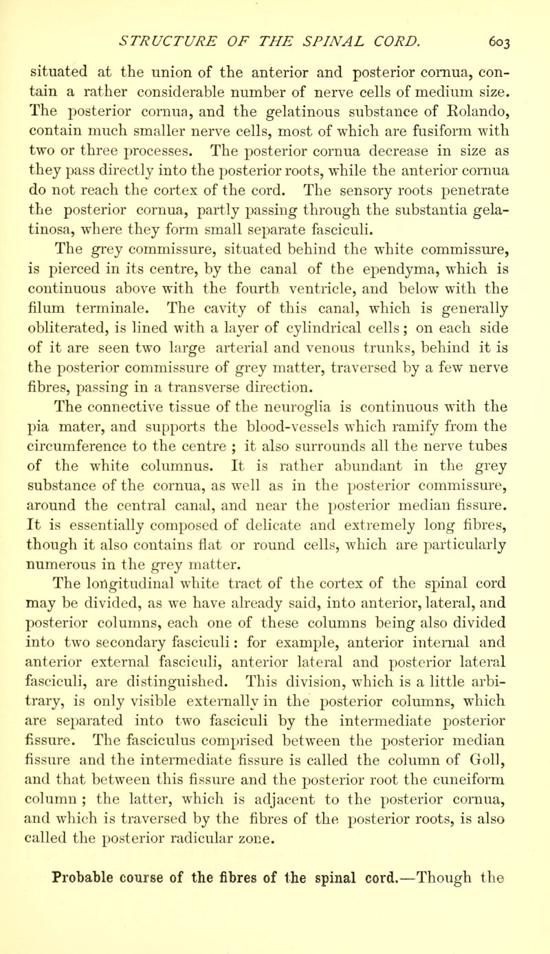 situated at the union of the anterior and posterior cornua, con- tain a rather considerable number of nerve cells of medium size. The posterior cornua, and the gelatinous substance of Kolando, contain much smaller nerve cells, most of which are fusiform with two or three processes. The posterior cornua decrease in size as they pass directly into the posterior roots, while the anterior cornua do not reach the cortex of the cord. The sensory roots penetrate the posterior cornua, partly passing through the substantia gela- tinosa, where they form small separate fasciculi. The grey commissure, situated behind the white commissure, is pierced in its centre, by the canal of the ependyma, which is continuous above with the fourth ventricle, and below with the filum terminale. The cavity of this canal, which is generally obliterated, is lined with a layer of cylindrical cells ; on each side of it are seen two large arterial and venous trunks, behind it is the posterior commissure of grey matter, traversed by a few nerve fibres, passing in a transverse direction. The connective tissue of the neuroglia is continuous with the pia mater, and supports the blood-vessels which ramify from the circumference to the centre ; it also surrounds all the nerve tubes of the white columnus. It is rather abundant in the grey substance of the cornua, as well as in the posterior commissure, around the central canal, and near the posterior median fissure. It is essentially composed of delicate and extremely long fibres, though it also contains flat or round cells, which are particularly numerous in the grey matter. The longitudinal white tract of the cortex of the spinal cord may be divided, as we have already said, into anterior, lateral, and posterior columns, each one of these columns being also divided into two secondary fasciculi : for example, anterior internal and anterior external fasciculi, anterior lateral and posterior lateral fasciculi, are distinguished. This division, which is a little arbi- trary, is only visible externally in the posterior columns, which are separated into two fasciculi by the intermediate posterior fissure. The fasciculus comprised between the posterior median fissure and the intermediate fissure is called the column of Goll, and that between this fissure and the posterior root the cuneiform column ; the latter, which is adjacent to the posterior cornua, and which is traversed by the fibres of the posterior roots, is also called the posterior radicular zone. Probable course of the fibres of the spinal cord.—Though the