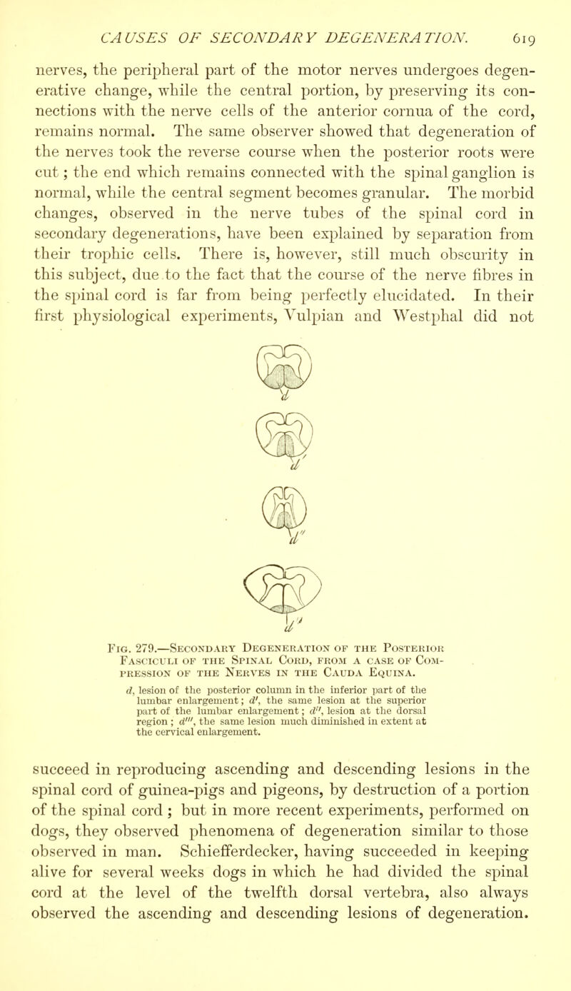 nerves, the peripheral part of the motor nerves undergoes degen- erative change, while the central portion, by preserving its con- nections with the nerve cells of the anterior cornua of the cord, remains normal. The same observer showed that degeneration of the nerves took the reverse course when the posterior roots were cut ; the end which remains connected with the spinal ganglion is normal, while the central segment becomes granular. The morbid changes, observed in the nerve tubes of the spinal cord in secondary degenerations, have been explained by separation from their trophic cells. There is, however, still much obscurity in this subject, due to the fact that the course of the nerve fibres in the spinal cord is far from being perfectly elucidated. In their first physiological experiments, Vulpian and Westphal did not Fig. 279.—Secondary Degeneration of the Posterior Fasciculi of the Spinal Cord, from a case of Com- pression of the Nerves in the Cauda Equina. d, lesion of the posterior column in the inferior part of the lumbar enlargement ; d', the same lesion at the superior part of the lumbar enlargement ; d, lesion at the dorsal region ; d', the same lesion much diminished in extent at the cervical enlargement. succeed in reproducing ascending and descending lesions in the spinal cord of guinea-pigs and pigeons, by destruction of a portion of the spinal cord ; but in more recent experiments, performed on dogs, they observed phenomena of degeneration similar to those observed in man. Schiefferdecker, having succeeded in keeping alive for several weeks dogs in which he had divided the spinal cord at the level of the twelfth dorsal vertebra, also always observed the ascending and descending lesions of degeneration.