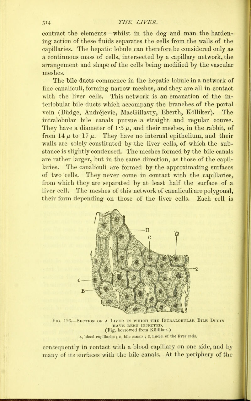 contract the elements—whilst in the dog and man the harden- ing action of these fluids separates the cells from the walls of the capillaries. The hepatic lobule can therefore be considered only as a continuous mass of cells, intersected by a capillary network, the arrangement and shape of the cells being modified by the vascular meshes. The bile ducts commence in the hepatic lobule in a network of fine canaliculi, forming narrow meshes, and they are all in contact with the liver cells. This network is an emanation of the in- terlobular bile ducts which accompany the branches of the portal vein (Biidge, Andrejevie, MacGrillavry, Eberth, Kolliker). The intralobular bile canals pursue a straight and regular course. They have a diameter of 1*5 /u,, and their meshes, in the rabbit, of from 14 /A to 17 yu,. They have no internal epithelium, and their walls are solely constituted by the liver cells, of which the sub- stance is slightly condensed. The meshes formed by the bile canals are rather larger, but in the same direction, as those of the capil- laries. The canaliculi are formed by the approximating surfaces of two cells. They never come in contact with the capillaries, from which they are separated by at least half the surface of a liver cell. The meshes of this network of canaliculi are polygonal, their form depending on those of the liver cells. Each cell is Fig, 126.—Section of a Liver in which the Intralobular Bile Ducts have been injected. (Fig. borrowed from Kolliker.) A, blood capillaries ; B, bile canals ; c, uuclei of the liver cells. consequently in contact with a blood capillary on one side, and by many of its surfaces with the bile canals. At the periphery of the