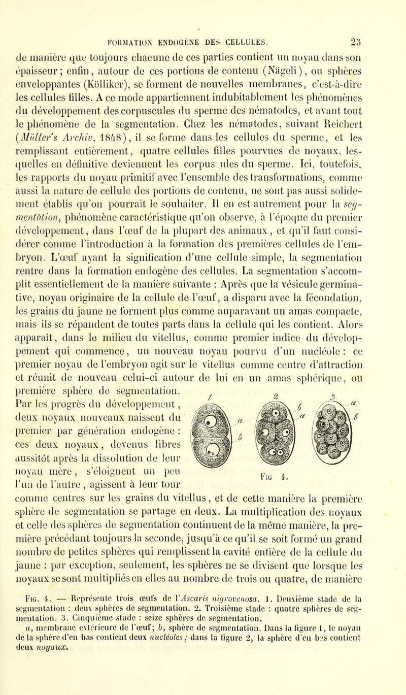 de manière que toujours chacune de ces parties contient un noyau dans son épaisseur; enfin, autour de ces portions de contenu (Nageli), ou sphères enveloppantes (Kölliker), se forment de nouvelles membranes, c'est-à-dire les cellules filles. A ce mode appartiennent indubitablement les phénomènes du développement des corpuscules du sperme des nématodes, et avant tout le phénomène de la segmentation. Chez les nématodes, suivant Reichert (Müllers Archiv, 1848), il se forme dans les cellules du sperme, et les remplissant entièrement, quatre cellules filles pourvues de noyaux, les- quelles en définitive deviennent les corpus nies du sperme. Ici, toutefois, les rapports du noyau primitif avec l'ensemble des transformations, comme aussi la nature de cellule des portions de contenu, ne sont pas aussi solide- ment établis qu'on pourrait le souhaiter. Il en est autrement pour la sc<j- mentàticm, phénomène caractéristique qu'on observe, à l'époque du premier développement, dans l'œuf de la plupart des animaux , et qu'il faut consi- dérer comme l'introduction à la formation des premières cellules de l'em- bryon. L'œuf ayant la signification d'une cellule simple, la segmentation rentre dans la formation endogène des cellules. La segmentation s'accom- plit essentiellement de la manière suivante : Après que la vésicule germina- tive, noyau originaire de la cellule de l'œuf, a disparu avec la fécondation, les grains du jaune ne forment plus comme auparavant un amas compacte, mais ils se répandent de toutes parts dans la cellule qui les contient. Alors apparaît, dans le milieu du vitellus, comme premier indice du dévelop- pement qui commence, un nouveau noyau pourvu d'un nucléole: ce premier noyau de l'embryon agit sur le vitellus comme centre d'attraction et réunit de nouveau celui-ci autour de lui en un amas sphérique, ou première sphère de segmentation. Par les progrès du développement, deux noyaux nouveaux naissent du premier par génération endogène : ces deux noyaux, devenus libres aussitôt après la dissolution de leur noyau mère, s'éloignent un peu l'un de l'autre, agissent à leur tour comme centres sur les grains du vitellus, et de cette manière sphère de segmentation se partage en deux. La multiplication des noyaux et celle des sphères de segmentation continuent de la même manière, la pre- mière précédant toujours la seconde, jusqu'à ce qu'il se soit formé un grand nombre de petites sphères qui remplissent la cavité entière de la cellule du jaune : par exception, seulement, les sphères ne se divisent que lorsque les noyaux se sont multipliés en elles au nombre de trois ou quatre, de manière Fig. 4. — Représente trois œufs de VAscaris nigrovenosa. 1. Deuxième stade de la segmentation : deux sphères de segmentation. 2. Troisième stade : quatre sphères de seg- mentation. 3. Cinquième stade : seize sphères de segmentation. a, membrane extérieure de l'œuf; b, sphère de segmentation. Dans la ligure 1, le noyau delà sphère d'en bas contient deux nucléoles; dans la figure 2, la sphère d'en b:>s contient deux noyaux* Fig 4. la première