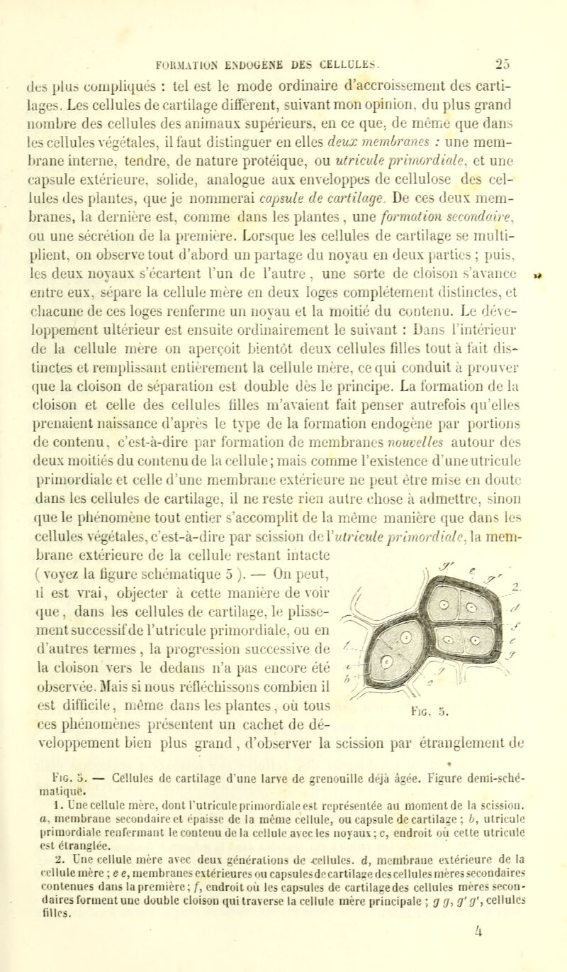 des plus compliqués : tel est le mode ordinaire d'accroissement des carti- lages. Les cellules de cartilage différent, suivant mon opinion, du plus grand nombre des cellules des animaux supérieurs, en ce que. de même que dans les cellules végétales, il faut distinguer en elles deux membranes : une mem- brane interne, tendre, de nature protéique, ou utrieule primordiale, et une capsule extérieure, solide, analogue aux enveloppes de cellulose des cel- lules des plantes, que je nommerai capsule de cartilage. De ces deux mem- branes, la dernière est, comme dans les plantes , une formation secondaire, ou une sécrétion de la première. Lorsque les cellules de cartilage se multi- plient, on observe tout d'abord un partage du noyau en deux parties ; puis, les deux noyaux s'écartent l'un de l'autre , une sorte de cloison s'avance » entre eux, sépare la cellule mère en deux loges complètement distinctes, et chacune de ces loges renferme un noyau et la moitié du contenu. Le déve- loppement ultérieur est ensuite ordinairement le suivant : Dans l'intérieur de la cellule mère on aperçoit bientôt deux cellules filles tout à fait dis- tinctes et remplissant entièrement la cellule mère, ce qui conduit à prouver que la cloison de séparation est double dès le principe. La formation de la cloison et celle des cellules filles m'avaient fait penser autrefois qu'elles prenaient naissance d'après le type de la formation endogène par portions de contenu, c'est-à-dire par formation de membranes nouvelles autour des deux moitiés du contenu de la cellule; mais comme l'existence d'une utrieule primordiale et celle d'une membrane extérieure ne peut être mise en doute dans les cellules de cartilage, il ne reste rien autre chose à admettre, sinon que le phénomène tout entier s'accomplit de la même manière que dans les cellules végétales, c'est-à-dire par scission del:utrieule primordiale,1a mem- brane extérieure de la cellule restant intacte ( voyez la figure schématique 5 ). — On peut, ù est vrai, objecter à cette manière de voir que, dans les cellules de cartilage, le plisse- ment successif de rutrieule primordiale, ou en d'autres termes, la progression successive de la cloison vers le dedans n'a pas encore été observée. Mais si nous réfléchissons combien il est difficile, même dans les plantes, où tous r g ces phénomènes présentent un cachet de dé- veloppement bien plus grand, d'observer la scission par étranglement de Fig. o. — Cellules de cartilage d une larve de grenouille déjà âgée. Figure demi-sché- matique. 1. Une cellule mère, dout Uutricule primordiale est représentée au moment de la scission, a, membrane secondaire et épaisse de la même cellule, ou capsule de cartilage ; b, utrieule primordiale renfermant le conteuu de la cellule avec les noyaux; c, endroit où cette utrieule est étranglée. 2. Une cellule mère avec deux générations de cellules, d, membrane extérieure de la cellule mère ; e e, membranes extérieures ou capsules de cartilage des cellules mères secondaires contenues dans la première; f, endroit ou les capsules de cartilage des cellules mères secon- daires forment une double cloison qui traverse la cellule mère principale ; g g, g' g', cellules filles. k