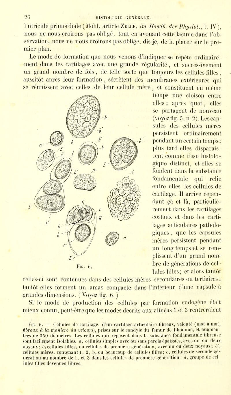 r.utricule primordiale (Mohl, article Zelle, im Handb. der Physiol., t. IV nous ne nous croirons pas obligé , tout en avouant cette lacune dans l'ob- servation, nous ne nous croirons pas obligé, dis-je, de la placer sur le pre- mier plan. Le mode de lormation que nous venons d'indiquer se répète ordinaire- ment dans les cartilages avec une grande régularité, et successivement un grand nombre de fois, de telle sorte que toujours les cellules filles, aussitôt après leur formation , sécrètent des membranes extérieures qui se réunissent avec celles de leur cellule mère, et constituent en même temps une cloison entre elles ; après quoi , elles se partagent de nouveau (voyez fig. 5, n°2). Les cap- sules des cellules mères persistent ordinairement pendan t un certain temps ; plus tard elles disparais- sent comme tissu histolo- gique distinct, et elles se fondent dans la substance fondamentale qui relie entre elles les cellules de cartilage. 11 arrive cepen- dant çà et là, particuliè- rement dans les cartilages costaux et dans les carti- lages articulaires patholo- giques , que les capsules mères persistent pendant un long temps et se rem- plissent d'un grand nom- bre de générations de cel - Iules filles; et alors tantôt celles-ci sont contenues dans des cellules mères secondaires ou tertiaires, tantôt elles forment un amas compacte dans l'intérieur d'une capsule à grandes dimensions. ( Voyez fig. 6. ) Si le mode de production des cellules par formation endogène était mieux connu, peut-être que les modes décrits aux alinéas 1 et 3 rentreraient Fig. 6. — Cellules de cartilage, d'un cartilage articulaire fibreux, velouté (mot à mot, fibreux à la manière du velours), prises sur le coodyle du fémur de l'homme, et augmeri tées de 3o0 diamètres. Les cellules qui reposent dans la substance fondamentale fibreuse sont facilement isolables. a, cellules simples avec ou sans parois épaissies, avec un ou deux noyaux; b, cellules filles, ou cellules de première génération, avec un ou deux noyaux; //, nération au nombre de 1, et 3 dans les cellules de première génération ; d, groupe de cel 1 nies filles devenues libres. Fig. 6.