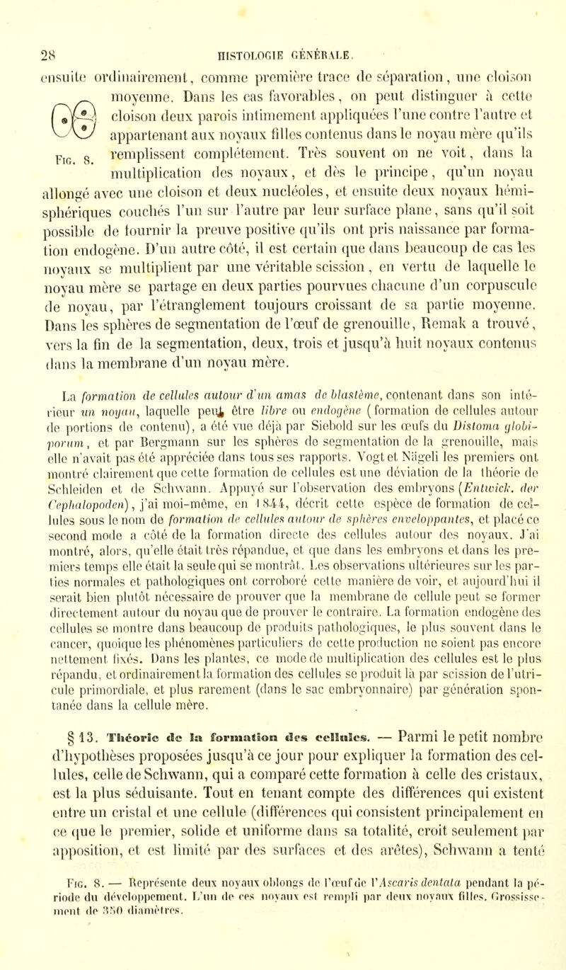 ensuite ordinairement, comme première trace de séparation, une cloison moyenne. Dans les cas favorables, on peut distinguer à cette Lpj cloison deux parois intimement appliquées l'une contre l'autre et V~A*/ appartenant aux noyaux fdles contenus dans le noyau mère qu'ils p 8 remplissent complètement. Très souvent on ne voit, dans la multiplication des noyaux, et dès le principe, qu'un noyau allongé avec une cloison et deux nucléoles, et ensuite deux noyaux hémi- sphériques couchés l'un sur l'autre par leur surface plane, sans qu'il soit possible de fournir la preuve positive qu'ils ont pris naissance par forma- tion endogène. D'un autre côté, il est certain que dans beaucoup de cas les noyaux se multiplient par une véritable scission, en vertu de laquelle le noyau mère se partage en deux parties pourvues chacune d'un corpuscule de noyau, par l'étranglement toujours croissant de sa partie moyenne. Dans les sphères de segmentation de l'œuf de grenouille, Reraak a trouvé, vers la fin de la segmentation, deux, trois et jusqu'à huit noyaux contenus dans la membrane d'un noyau mère. La formation de cellules autour d'un amas de blastème, contenant dans son inté- rieur uni noyau, laquelle peu^ être libre ou endogène (formation de cellules autour de portions de contenu), a été vue déjà par Siebold sur les œufs du Distoma globi- porum, et par Bergmann sur les sphères de segmentation de la grenouille, mais elle n'avait pas été appréciée dans tousses rapports. Vogt et Niigeli les premiers ont montré clairement que cette formation de cellules estime déviation de la théorie de Schleiden et de Schwann. Appuyé sur l'observation des embryons (Entwich: der Cephalopoden), j'ai moi-même, en I 8-44, décrit cette espèce de formation de cel- lules sous le nom de formation de cellules autour de sphères enveloppantes, et placé ce second mode a côté de la formation directe des cellules autour des noyaux. J'ai montré, alors, qu'elle était très répandue, et que dans les embryons et dans les pre- miers temps elle était la seule qui se montrât. Les observations ultérieures sur les par- ties normales et pathologiques ont corroboré cette manière de voir, et aujourd'hui il serait bien plutôt nécessaire de prouver que la membrane de cellule peut se former directement autour du noyau que de prouver le contraire. La formation endogène des cellules se montre dans beaucoup de produits pathologiques, le plus souvent dans le cancer, quoique les phénomènes particuliers de cette production ne soient pas encore nettement fixés. Dans les plantes, ce mode de multiplication des cellules est le plus répandu, et ordinairement la formation des cellules se produit là par scission de l'utri- cule primordiale, et plus rarement (dans le sac embryonnaire) par génération spon- tanée dans la cellule mère. §13. Théorie de la forma*!©« des cellules. — Parmi le petit nombre d'hypothèses proposées jusqu'à ce jour pour expliquer la formation des cel- lules, celle de Schwann, qui a comparé cette formation à celle des cristaux, est la plus séduisante. Tout en tenant compte des différences qui existent entre un cristal et une cellule (différences qui consistent principalement en ce que le premier, solide et uniforme dans sa totalité, croit seulement par apposition, et est limité par des surfaces et des arêtes), Schwann a tenté Fig. 8.— Représente deux noyaux ohlongs de l'œuf de V Ascaris dentata pendant la pé- riode du développement. L'un de res noyaux est rempli par deux noyaux filles. Grossisse- meut de 3%0 diamètres.