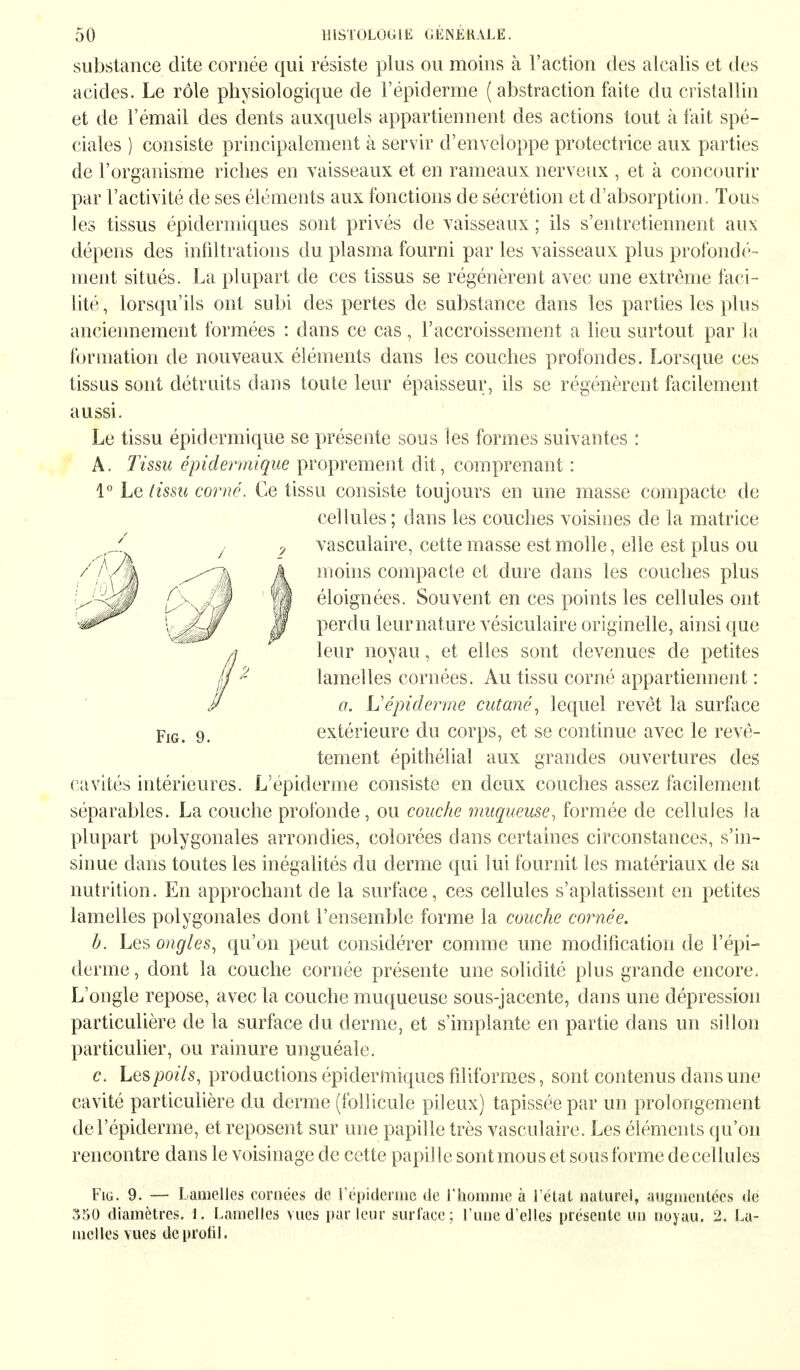 substance dite cornée qui résiste plus ou moins à l'action des alcalis et des acides. Le rôle physiologique de l'épiderme (abstraction faite du cristallin et de l'émail des dents auxquels appartiennent des actions tout à fait spé- ciales ) consiste principalement à servir d'enveloppe protectrice aux parties de l'organisme riches en vaisseaux et en rameaux nerveux , et à concourir par l'activité de ses éléments aux fonctions de sécrétion et d'absorption. Tous les tissus épidermiques sont privés de vaisseaux ; ils s'entretiennent aux dépens des infiltrations du plasma fourni par les vaisseaux plus profondé- ment situés. La plupart de ces tissus se régénèrent avec une extrême faci- lité, lorsqu'ils ont subi des pertes de substance dans les parties les plus anciennement formées : dans ce cas, l'accroissement a lieu surtout par la formation de nouveaux éléments dans les couches profondes. Lorsque ces tissus sont détruits dans toute leur épaisseur, ils se régénèrent facilement aussi. Le tissu épidcrmique se présente sous les formes suivantes : A. Tissu épidermique proprement dit , comprenant : 1° Le tissu corné. Ce tissu consiste toujours en une masse compacte de cellules ; dans les couches voisines de la matrice vasculaire, cette masse est molle, elle est plus ou moins compacte et dure dans les couches plus éloignées. Souvent en ces points les cellules ont perdu leur nature vésiculaire originelle, ainsi que leur noyau, et elles sont devenues de petites lamelles cornées. Au tissu corné appartiennent : a. L'épiderme cutané, lequel revêt la surface extérieure du corps, et se continue avec le revê- tement épithélial aux grandes ouvertures des cavités intérieures. L'épiderme consiste en deux couches assez facilement séparables. La couche profonde, ou couche muqueuse, formée de cellules la plupart polygonales arrondies, colorées dans certaines circonstances, s'in- sinue dans toutes les inégalités du derme qui lui fournit les matériaux de sa nutrition. En approchant de la surface, ces cellules s'aplatissent en petites lamelles polygonales dont l'ensemble forme la couche cornée. b. Les ongles, qu'on peut considérer comme une modification de l'épi- derme, dont la couche cornée présente une solidité plus grande encore. L'ongle repose, avec la couche muqueuse sous-jacente, dans une dépression particulière de la surface du derme, et s'implante en partie dans un sillon particulier, ou rainure unguéale. c. Les poils, productions épidermiques filiformes, sont contenus dans une cavité particulière du derme (follicule pileux) tapissée par un prolongement de l'épiderme, et reposent sur une papille très vasculaire. Les éléments qu'on rencontre dans le voisinage de cette papille sont mous et sous forme de cellules Fig. 9. — Lamelles cornées de l'épidémie de l'homme à l'état naturel, augmentées de 350 diamètres. 1. Lamelles vues parleur surface; l'une d'elles présente un noyau. 2. La- melles vues de profil.