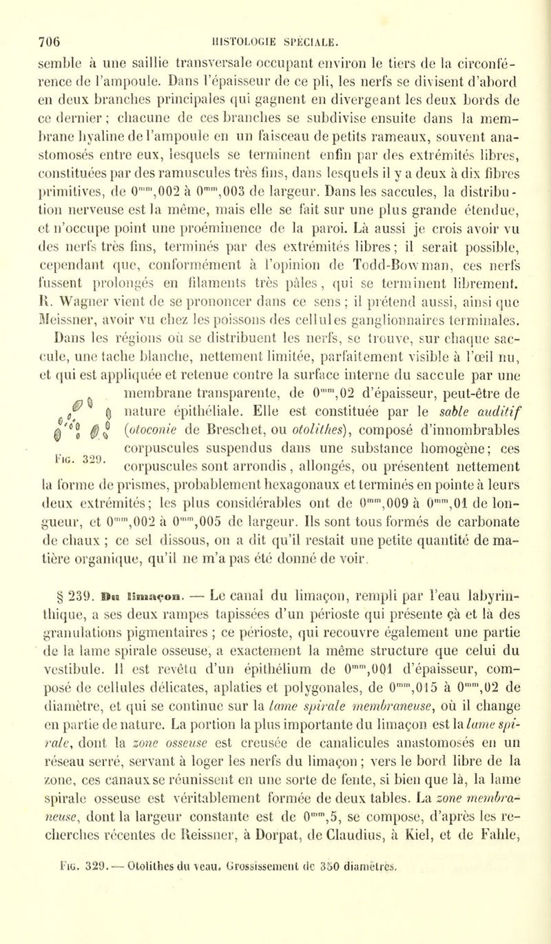 semble à une saillie transversale occupant environ le tiers de la circonfé- rence de l'ampoule. Dans l'épaisseur de ce pli, les nerfs se divisent d'abord en deux branches principales qui gagnent en divergeant les deux bords de ce dernier ; chacune de ces branches se subdivise ensuite dans la mem- brane hyaline de l'ampoule en un faisceau de petits rameaux, souvent ana- stomosés entre eux, lesquels se terminent enfin par des extrémités libres, constituées par des ramuscules très fins, dans lesquels il y a deux à dix fibres primitives, de 0'm,002 à 0m,,003 de largeur. Dans les saccules, la distribu- tion nerveuse est la même, mais elle se fait sur une plus grande étendue, et n'occupe point une proéminence de la paroi. Là aussi je crois avoir vu des nerfs très fins, terminés par des extrémités libres ; il serait possible, cependant que, conformément à l'opinion de Todd-Bowman, ces nerfs fussent prolongés en filaments très pâles, qui se terminent librement. R. Wagner vient de se prononcer dans ce sens ; il prétend aussi, ainsi que Meissner, avoir vu chez les poissons des cellules ganglionnaires terminales. Dans les régions où se distribuent les nerfs, se trouve, sur chaque sac- cule, une tache blanche, nettement limitée, parfaitement visible à l'œil nu, et qui est appliquée et retenue contre la surface interne du saccule par une membrane transparente, de 0mm,02 d'épaisseur, peut-être de | nature épithéliale. Elle est constituée par le sable auditif (otoconie de Breschet, ou otolithes), composé d'innombrables corpuscules suspendus dans une substance homogène; ces ig. 329. corpUSCUies sont arrondis , allongés, ou présentent nettement la forme de prismes, probablement hexagonaux et terminés en pointe à leurs deux extrémités; les plus considérables ont de 0n,009 à 0mm,01 de lon- gueur, et 0mm,002 à 0n,005 de largeur. Ils sont tous formés de carbonate de chaux ; ce sel dissous, on a dit qu'il restait une petite quantité de ma- tière organique, qu'il ne m'a pas été donné de voir, § 239. Bas MiuiU'on, — Le canal du limaçon, rempli par l'eau labyrin- thique, a ses deux rampes tapissées d'un périoste qui présente çà et là des granulations pigmentaires ; ce périoste, qui recouvre également une partie de la lame spirale osseuse, a exactement la même structure que celui du vestibule. 11 est revêtu d'un épithélium de 0mm,001 d'épaisseur, com- posé de cellules délicates, aplaties et polygonales, de 0mm,015 à 0mm,02 de diamètre, et qui se continue sur la lame spirale membraneuse, où il change en partie de nature. La portion la plus importante du limaçon est la lame spi- rale, dont, la zone osseuse est creusée de canalicules anastomosés en un réseau serré, servant à loger les nerfs du limaçon ; vers le bord libre de la zone, ces canaux se réunissent en une sorte de fente, si bien que là, la lame spirale osseuse est véritablement formée de deux tables. La zone membra- neuse, dont la largeur constante est de 0,r,m,5, se compose, d'après les re- cherches récentes de Reissner, à Dorpat, de Claudius, à Kiel, et de Fable, Fiu. 329.—Otolithes du veau. Grossissement (ic 350 diamètres.