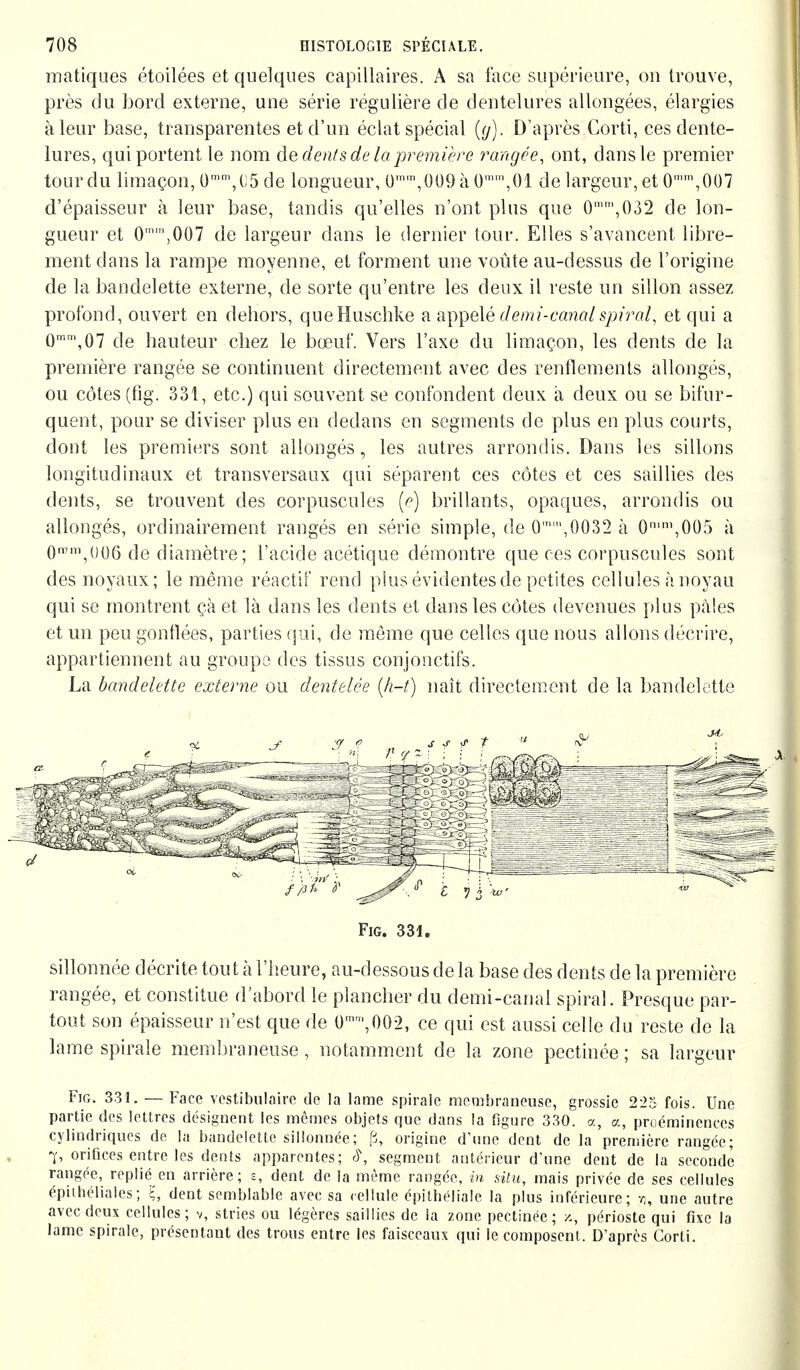 m a tiques étoilées et quelques capillaires. A sa face supérieure, on trouve, près du bord externe, une série régulière de dentelures allongées, élargies à leur base, transparentes et d'un éclat spécial (g). D'après Corti, ces dente- lures, qui portent le nom de dents de la première rangée, ont, dans le premier tour du limaçon, Ûmm,05 de longueur, ()m',009 à 0mm,01 de largeur, et 0,0()7 d'épaisseur à leur base, tandis qu'elles n'ont plus que 0mm,032 de lon- gueur et 0',007 de largeur dans le dernier tour. Elles s'avancent libre- ment dans la rampe moyenne, et forment une voûte au-dessus de l'origine de la bandelette externe, de sorte qu'entre les deux il reste un sillon assez profond, ouvert en dehors, que Huschke a appelé demi-canal spiral, et qui a 0mm,07 de hauteur chez le bœuf. Vers l'axe du limaçon, les dents de la première rangée se continuent directement avec des renflements allongés, ou côtes (fig. 331, etc.) qui souvent se confondent deux a deux ou se bifur- quent, pour se diviser plus en dedans en segments de plus en plus courts, dont les premiers sont allongés, les autres arrondis. Dans les sillons longitudinaux et transversaux qui séparent ces côtes et ces saillies des dents, se trouvent des corpuscules (e) brillants, opaques, arrondis ou allongés, ordinairement rangés en série simple, de 0,0032 à 0,005 à 0mm,006 de diamètre ; l'acide acétique démontre que ces corpuscules sont des noyaux; le même réactif rend plus évidentes de petites cellules à noyau qui se montrent çà et là dans les dents et dans les côtes devenues plus pales et un peu gonflées, parties qui, de même que celles que nous allons décrire, appartiennent au groupe des tissus conjonctifs. La bandelette externe ou dentelée (h-t) naît directement de la bandelette Fig. 331. sillonnée décrite tout à l'heure, au-dessous de la base des dents de la première rangée, et constitue d'abord le plancher du demi-canal spiral. Presque par- tout son épaisseur n'est que de 0m',002, ce qui est aussi celle du reste de la lame spirale membraneuse, notamment de la zone pectinée ; sa largeur Fig. 331. — Face vestibuläre de la lame spirale membraneuse, grossie 223 fois. Une partie des lettres désignent les mêmes objets que dans la figure 330. a, a, proéminences cylindriques de la bandelette sillonnée; ß, origine d'une dent de la première rangée; 7, orifices entre les dents apparentes; è\ segment antérieur d'une dent de la seconde rangée, replié en arrière; s, dent de la même rangée, in situ, mais privée de ses cellules épithéliales; l, dent semblable avec sa cellule Epitheliale la plus inférieure; r„ une autre avec deux cellules; v, stries ou légères saillies de la zone pectinée; k, périoste qui fixe la lame spirale, présentant des trous entre les faisceaux qui le composent. D'après Corti.