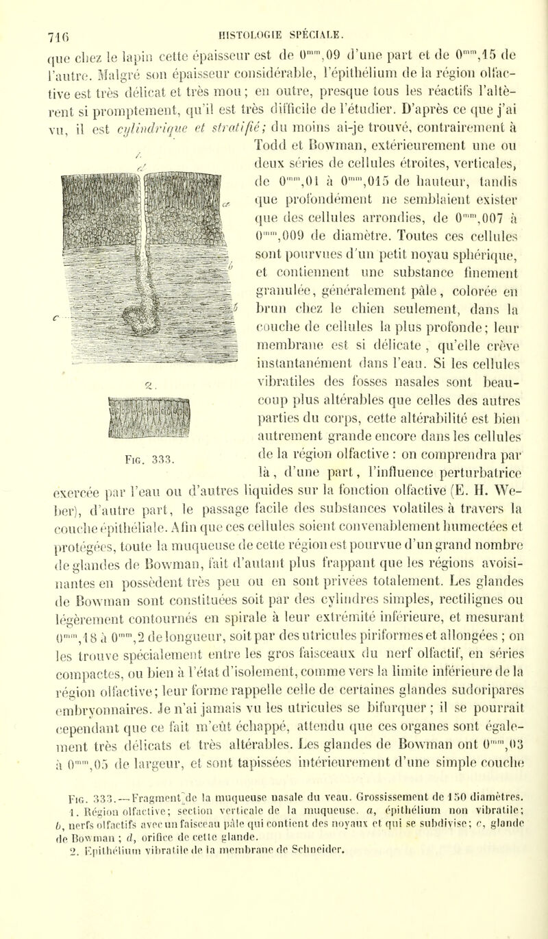 que chez le lapin cette épaisseur est de 0mm,09 d'une part et de 0mm,15 de l'autre. Malgré son épaisseur considérable, 1 epithélium de la région olfac- tive est très délicat et très mou ; eu outre, presque tous les réactifs l'altè- rent si promptement, qu'il est très difficile de l'étudier. D'après ce que j'ai vu, il est cylindrique et stratifié; du moins ai-je trouvé, contrairement à Todd et Bowman, extérieurement une ou deux séries de cellules étroites, verticales, de 0,n,,01 à 0,015 de hauteur, tandis que profondément ne semblaient exister que des cellules arrondies, de 0n,ni,007 à 0 ,009 de diamètre. Toutes ces cellules sunt pourvues d'un petit noyau sphérique, et contiennent une substance finement granulée, généralement pâle , colorée en IHl mm H - *~- • brun cl)<•/, le chien seulement, dans la : '.;' couche de cellules la plus profonde; leur j membrane est si délicate , qu'elle crève s»ag^^E^Ti=s^ instantanément dans l'eau. Si les cellules o vibratiles des fosses nasales sont beau- ||pws coup plus altérables que celles des autres ■Hl parties du corps, cette altérabilité est bien ^HBissÄf autrement grande encore dans les cellules FlG 333 de la région olfactive : on comprendra par là, d'une part, l'influence perturbatrice exercée par l'eau ou d'autres liquides sur la fonction olfactive (E. H. We- ber), d'autre part, le passage facile des substances volatiles à travers la couche épitheliale. Afin que ces cellules soient convenablement humectées et protégées, toute la muqueuse de cette région est pourvue d'un grand nombre de glandes de Bowman, fait d'autant plus frappant que les régions avoisi- nantes en possèdent très peu ou en sont privées totalement. Les glandes de Bowman sont constituées soit par des cylindres simples, rectilignés ou légèrement contournés en spirale à leur extrémité inférieure, et mesurant Qmm,l8 à 0mm,2 de longueur, soit par des utricules piriformeset allongées ; on les trouve spécialement entre les gros faisceaux du nerf olfactif, en séries compactes, ou bien à l'état d'isolement, comme vers la limite inférieure de la région olfactive; leur forme rappelle celle de certaines glandes sudoripares embryonnaires. Je n'ai jamais vu les utricules se bifurquer; il se pourrait cependant que ce fait m'eût échappé, attendu que ces organes sont égale- ment très délicats et très altérables. Les glandes de Bowman ont 0n,,,03 à 0,05 de largeur, et sont tapissées intérieurement d'une simple couche Fig. 333. — Fragmentée la muqueuse nasale du veau. Grossissement de 150 diamètres. 1. Région olfactive; section verticale de la muqueuse, a, épithélium non vibratile; b, nerfs olfactifs avec un faisceau pAle qui contient des noyaux et qui se subdivise; e, glande de Bowman ; cl, orifice de cette glande. 2. Epithélium vibratile de la membrane de Schneider.