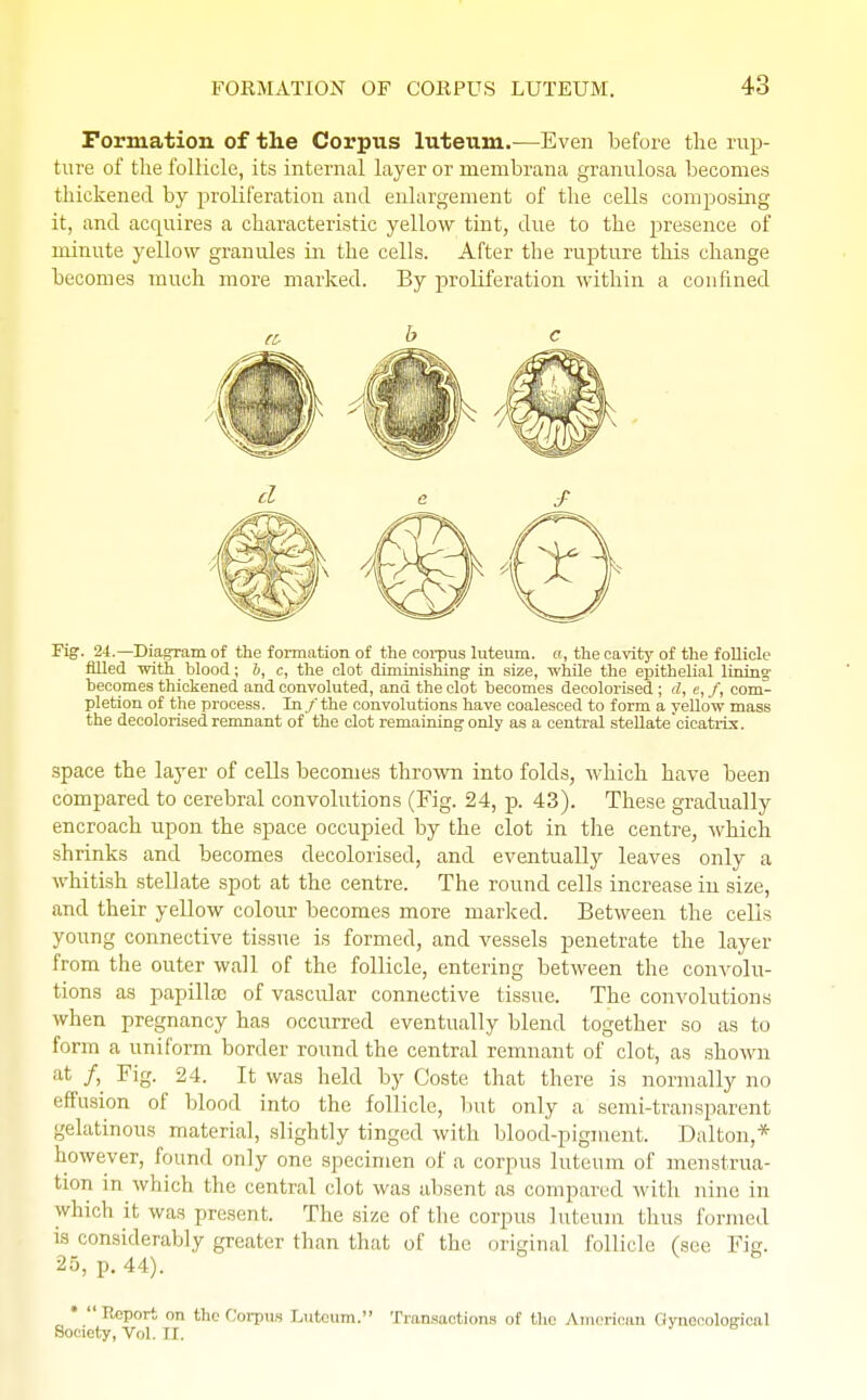 Formation of the Corpus luteum.—Even before the rup- ture of the follicle, its internal layer or niembrana granulosa becomes thickened by proliferation and enlargement of the cells composing it, and acquires a characteristic yellow tint, due to the presence of minute yellow granules in the cells. After the rupture this change becomes much more marked. By proliferation within a confined tc b c d e £ Fig. 24.—Diagram of the formation of the corpus luteum. ct, the cavity of the follicle filled with blood; b, c, the clot diminishing in size, while the epithelial lining: becomes thickened and convoluted, and the clot becomes decolorised ; d, e, f, com- pletion of the process. In/the convolutions have coalesced to form a yellow mass the decolorised remnant of the clot remaining only as a central stellatecicatrix. space the layer of cells becomes thrown into folds, which have been compared to cerebral convolutions (Fig. 24, p. 43). These gradually encroach upon the space occupied by the clot in the centre, which shrinks and becomes decolorised, and eventually leaves only a whitish stellate spot at the centre. The round cells increase in size, and their yellow colour becomes more marked. Between the cells young connective tissue is formed, and vessels penetrate the layer from the outer wall of the follicle, entering between the convolu- tions as papillae of vascular connective tissue. The convolutions when pregnancy has occurred eventually blend together so as to form a uniform border round the central remnant of clot, as shown at /> Fig- 24. It was held by Coste that there is normally no effusion of blood into the follicle, but only a semi-transparent gelatinous material, slightly tinged with blood-pigment. Dalton,* however, found only one specimen of a corpus luteum of menstrua- tion in which the central clot was absent as compared with nine in which it was present. The size of the corpus luteum thus formed is considerably greater than that of the original follicle (see Fig. 25, p. 44). * Report on the Corpus Luteum. Transactions of the American Gynecological Society, Vol. II.