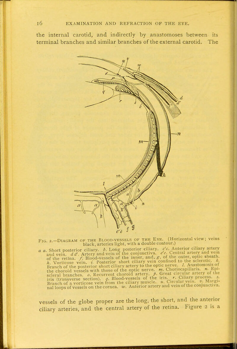 the internal carotid, and indirectly by anastomoses between its terminal branches and similar branches of the external carotid. The Fig 2 —Diagram of the Blood-vessels of the Eye. (Horizontal view; veins black, arteries light, with a double contour.) a a. Short posterior ciliary, b. Long posterior ciliary. cV. Anterior ciliary artery and vein. dd'. Artery and vein of the conjunctiva, e'e Central arter>; and ve n of the retina. /. Blood-vessels of the inner, and, g, of the outer, optic sheath. h Vorticose vein. i. Posterior short ciliary vein confined to the sclerotic, k B'ranch of the posterior short ciUary artery to the optic nerve. /. Anastomosis of the choroid vessels with those of the optic nerve m. Choriocapillaris «. Epi- scleral branches, o. Recurrent choroid artery, p. Great circular artery of the iris (transverse section), g. Blood-vessels of the ins. . r. Ciliary process. |. Branch of a vorticose vein from the ciliary muscle, u. Circular vein. v. Margi- naf loops of vessels on the cornea, w. Anterior artery and vein of the conjunctiva. vessels of the globe proper are the long, the short, and the anterior ciliary arteries, and the central artery of the retina. Figin-e 2 is a