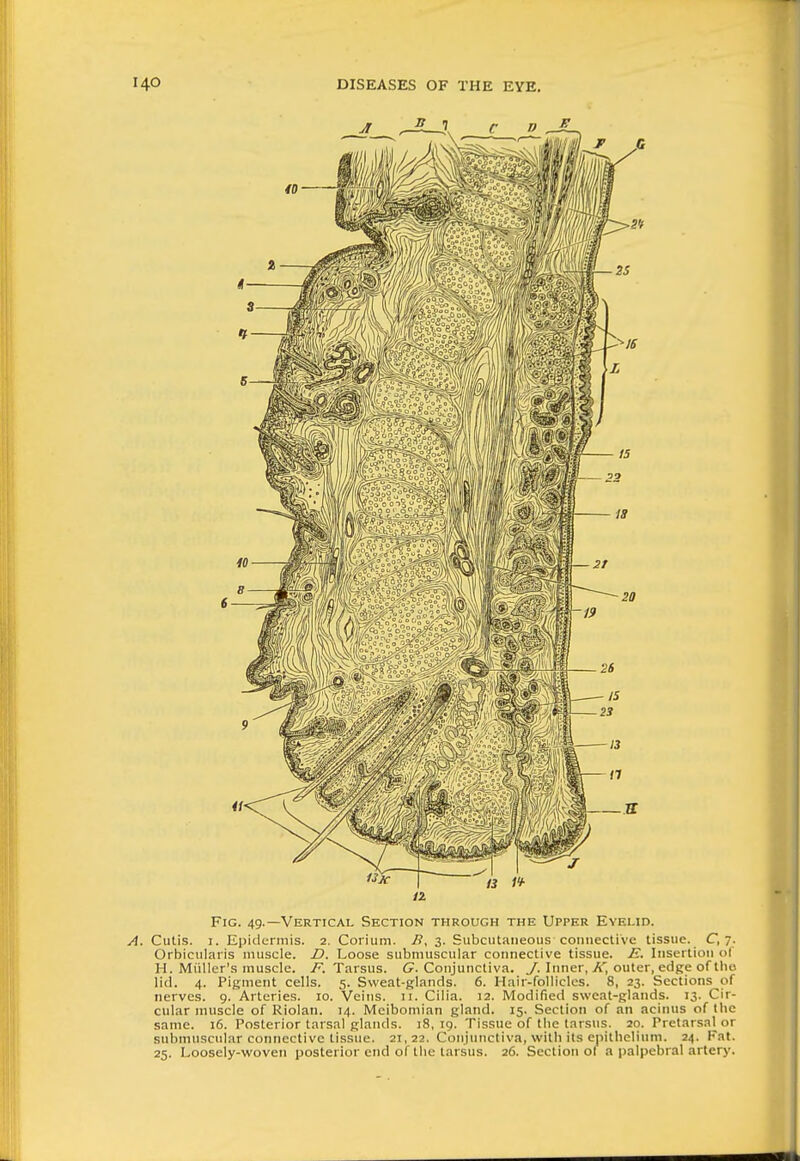 Fig. 49.—Vertical Section through the Upper Evelid. A. Cutis. I. Epidermis. 2. Coiium. B, 3. Subcutaneous connective tissue. C, 7. Orbicularis muscle. D. Loose subniuscular connective tissue. E. Insertion ol H. Miiller's muscle. y\ Tarsus. C Conjunctiva, y. Inner, A, outer, edge of tlio lid. 4. Pigment cells. 5. Sweat-glands. 6. Hair-folliclcs. 8, 23. Sections of nerves. 9. Arteries. 10. Veins. 11. Cilia. 12. Modified sweat-glands. 13. Cir- cular muscle of Riolan. 14. Meibomian gland. 15. Section of an acinus of the same. 16. Posterior tarsal glands. 18, 19. Tissue of the tarsus. 20. Pretarsat or submuscnlar connective tissue. 21, 22. Conjunctiva, with its epithelium. 24. Fat. 25. Loosely-woven posterior end of the tarsus. 26. Section of a palpebral artery.