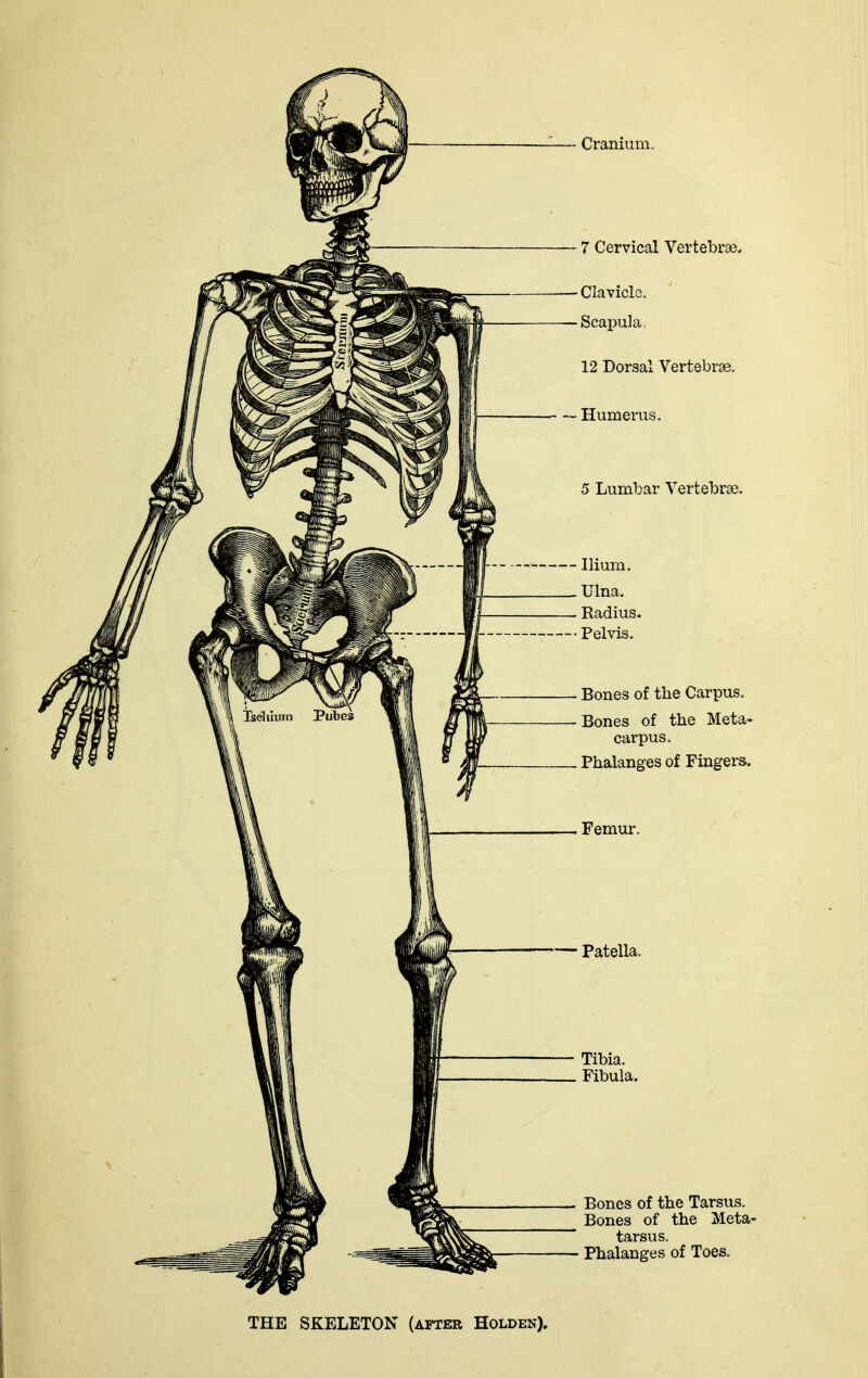 Cranium. - 7 Cervical Vertebrae. - Clavicle. -Scapula, 12 Dorsal Vertebrae. — Humerus. 5 Lumbar Vertebrae. - Ilium. . Ulna. - Radius. • Pelvis. - Bones of the Carpus. - Bones of tbe Meta- carpus, - Phalanges of Fingers. - Femur. - Patella. ■ Tibia. . Fibula. . Bones of the Tarsus. Bones of the Meta- tarsus. - Phalanges of Toes. THE SKELETON (after Holden).