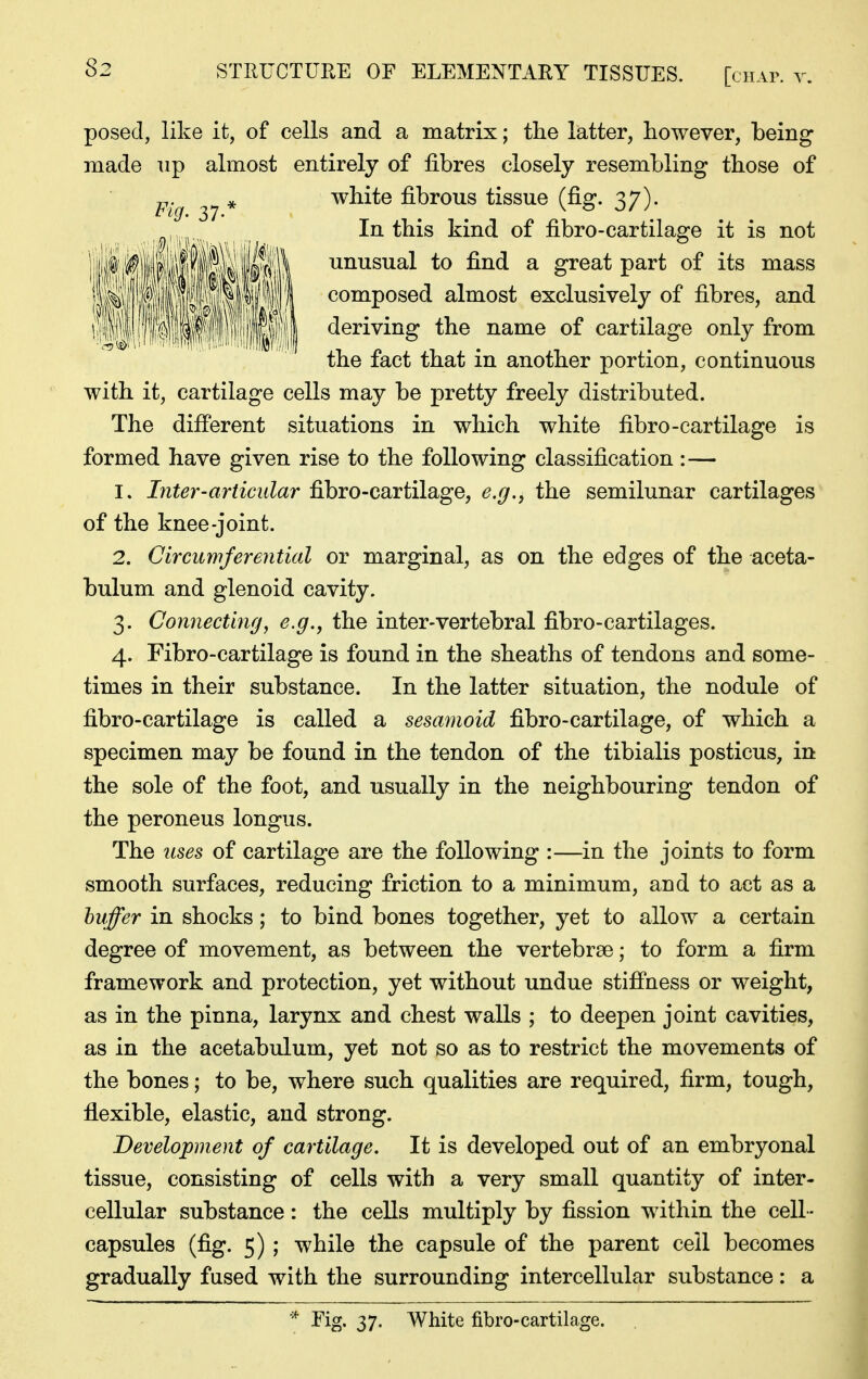 posed, like it, of cells and a matrix; the latter, however, being made up almost entirely of fibres closely resembling those of white fibrous tissue (fig. 37). In this kind of fibro-cartilage it is not unusual to find a great part of its mass composed almost exclusively of fibres, and deriving the name of cartilage only from the fact that in another portion, continuous with it, cartilage cells may be pretty freely distributed. The difierent situations in which white fibro-cartilage is formed have given rise to the following classification :— 1. Inter-articular fibro-cartilage, e.fj., the semilunar cartilages of the knee-joint. 2. Circumferential or marginal, as on the edges of the aceta- bulum and glenoid cavity. 3. Connecting, e.g., the inter-vertebral fibro-cartilages. 4. Fibro-cartilage is found in the sheaths of tendons and some- times in their substance. In the latter situation, the nodule of fibro-cartilage is called a sesamoid fibro-cartilage, of which a specimen may be found in the tendon of the tibialis posticus, in the sole of the foot, and usually in the neighbouring tendon of the peroneus longus. The uses of cartilage are the following :—in the joints to form smooth surfaces, reducing friction to a minimum, and to act as a buffer in shocks; to bind bones together, yet to allow a certain degree of movement, as between the vertebrae; to form a firm framework and protection, yet without undue stiffness or weight, as in the pinna, larynx and chest walls ; to deepen joint cavities, as in the acetabulum, yet not so as to restrict the movements of the bones; to be, where such qualities are required, firm, tough, flexible, elastic, and strong. Development of cartilage. It is developed out of an embryonal tissue, consisting of cells with a very small quantity of inter- cellular substance: the cells multiply by fission within the cell - capsules (fig. 5) ; while the capsule of the parent ceil becomes gradually fused with the surrounding intercellular substance: a * Fig. 37. White fibro-cartilage.