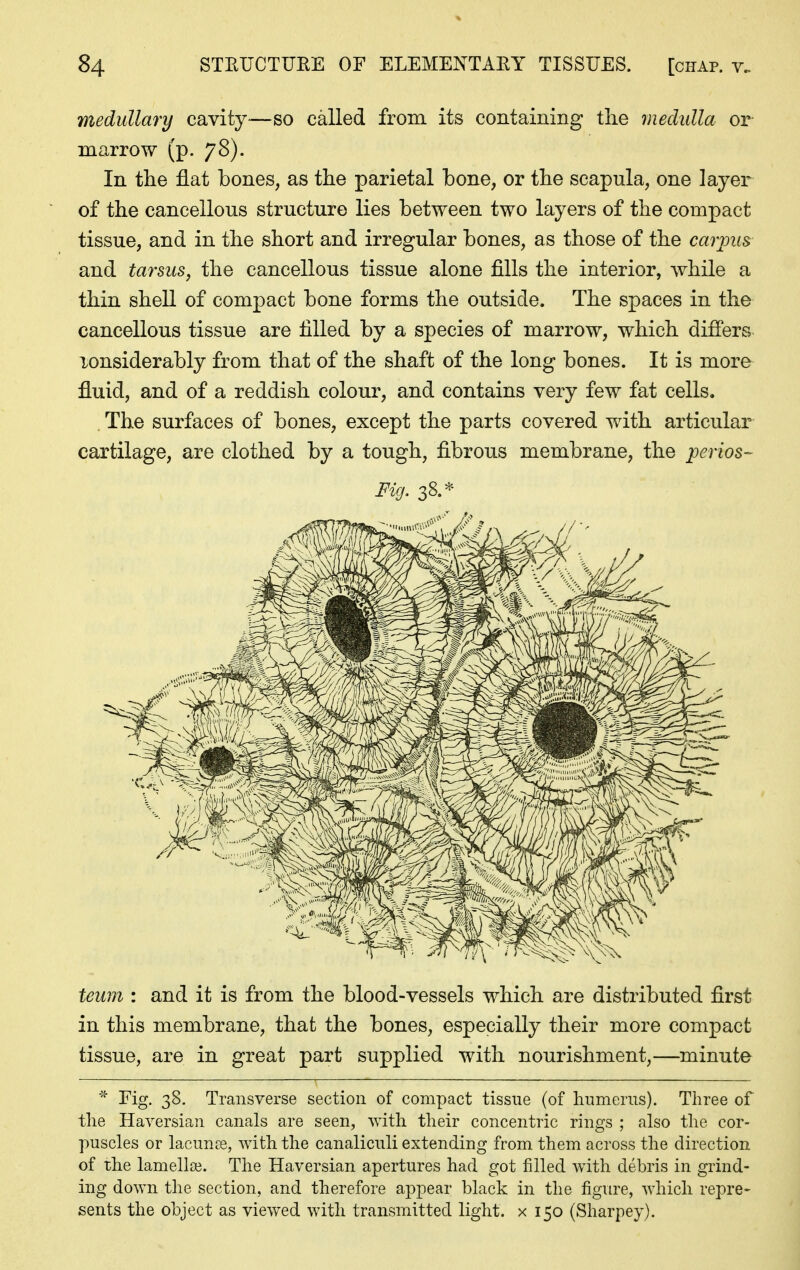 medullary cavity—so called from its containing tlie medulla or marrow (p. yS). In the flat bones, as the parietal bone, or the scapula, one layer of the cancellous structure lies between two layers of the compact tissue, and in the short and irregular bones, as those of the carious and tarsus, the cancellous tissue alone fills the interior, while a thin shell of compact bone forms the outside. The spaces in the cancellous tissue are tilled by a species of marrow, which differs lonsiderably from that of the shaft of the long bones. It is more fluid, and of a reddish colour, and contains very few fat cells. The surfaces of bones, except the parts covered with articular cartilage, are clothed by a tough, fibrous membrane, the perios- Fig. 38.* teum : and it is from the blood-vessels which are distributed first in this membrane, that the bones, especially their more compact tissue, are in great part supplied with nourishment,—minute * Fig. 38. Transverse section of compact tissue (of humerus). Three of the Haversian canals are seen, with their concentric rings ; also the cor- puscles or lacunae, with the canaliculi extending from them across the direction of the lamella?. The Haversian apertures had got filled with debris in grind- ing down the section, and therefore appear black in the figure, which repre- sents the object as viewed with transmitted light, x 150 (Sharpey).