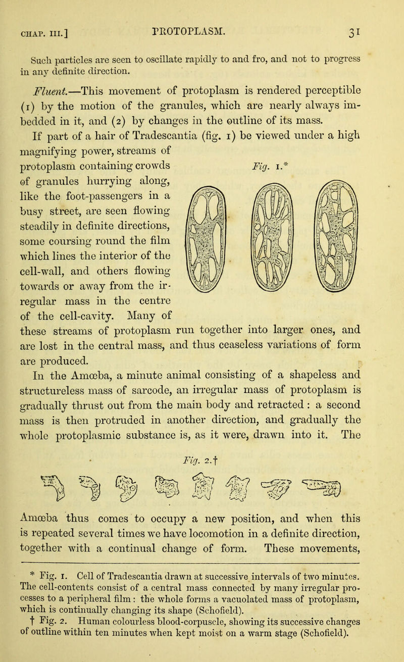 Such particles are seen to oscillate rapidly to and fro, and not to progress in any definite direction. Fluent.—This movement of protoplasm is rendered perceptible (i) by the motion of the granules, which are nearly always im- bedded in it, and (2) by changes in the outline of its mass. If part of a hair of Tradescantia (fig. i) be viewed under a high magnifying power, streams of protoplasm containing crowds of granules hurrying along, like the foot-passengers in a busy street, are seen flowing steadily in definite directions, some coursing round the film which lines the interior of the cell-wall, and others flowing towards or away from the ir- regular mass in the centre of the cell-cavity. Many of these streams of protoplasm run together into larger ones, and are lost in the central mass, and thus ceaseless variations of form are produced. In the Amoeba, a minute animal consisting of a shapeless and structureless mass of sarcode, an irregular mass of protoplasm is gradually thrust out from the main body and retracted : a second mass is then protruded in another direction, and gradually the whole protoplasmic substance is, as it were, drawn into it. The ^ ^ ^ Amoeba thus comes to occupy a new position, and when this is repeated several times we have locomotion in a definite direction, together with a continual change of form. These movements. Fig. I. Cell of Tradescantia drawn at successive intervals of two minutes. The cell-contents consist of a central mass connected by many irregular pro- cesses to a peripheral film : the whole forms a vacuolated mass of protoplasm, which is continually changing its shape (Schofield). t Fig. 2. Human colourless blood-corpuscle, showing its successive changes of outline within ten minutes when kept moist on a warm stage (Schofield). Fig. I.- Fig. 2.t