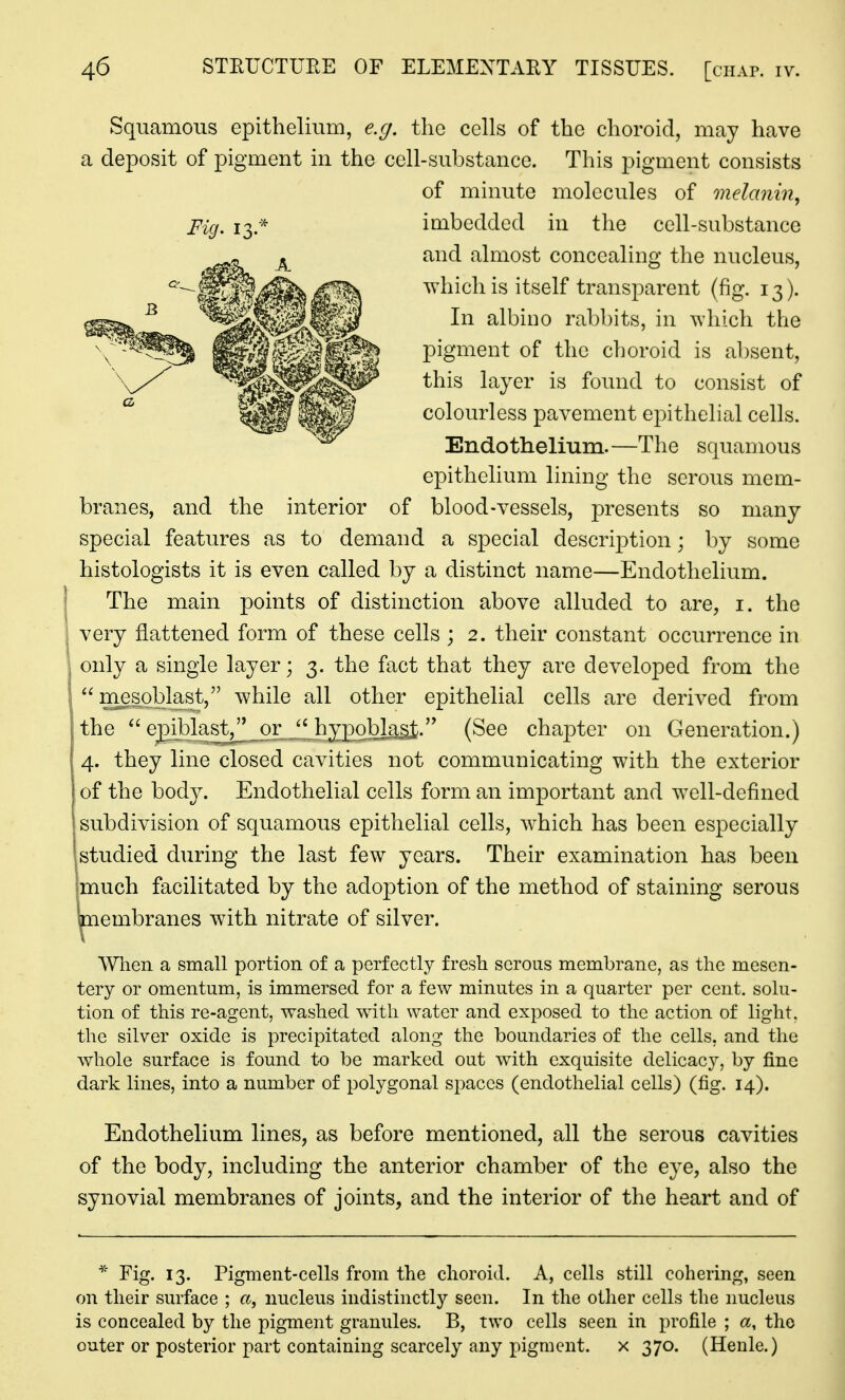 Squamous epithelium, e.g. the cells of the choroid, may have a deposit of pigment in the cell-substance. This pigment consists of minute molecules of onelanin, Fig. 13.* imbedded in the cell-substance and almost concealing the nucleus, which is itself transparent (fig. 13). In albino rabbits, in which the pigment of the choroid is absent, this layer is found to consist of colourless pavement epithelial cells. Endothelmm.—The squamous epithelium lining the serous mem- branes, and the interior of blood-vessels, presents so many special features as to demand a special description; by some histologists it is even called by a distinct name—Endothelium, j The main points of distinction above alluded to are, i. the I very flattened form of these cells ; 2. their constant occurrence in only a single layer; 3. the fact that they are developed from the  mespblast, while all other epithelial cells are derived from the Q^}^^^_^^SV^J£9!q1^''' (See chapter on Generation.) 4. they line closed cavities not communicating with the exterior of the body. Endothelial cells form an important and w^ell-defined subdivision of squamous epithelial cells, w^hich has been especially studied during the last few years. Their examination has been much facilitated by the adoption of the method of staining serous aiembranes with nitrate of silver. When a small portion of a perfectly fresh serous membrane, as the mesen- tery or omentum, is immersed for a few minutes in a quarter per cent, solu- tion of this re-agent, washed with water and exposed to the action of light, the silver oxide is precipitated along the boundaries of the cells, and the whole surface is found to be marked out with exquisite delicacy, by fine dark lines, into a number of polygonal spaces (endothelial cells) (fig. 14). Endothelium lines, as before mentioned, all the serous cavities of the body, including the anterior chamber of the eye, also the synovial membranes of joints, and the interior of the heart and of * Fig. 13. Pigment-cells from the choroid. A, cells still cohering, seen on their surface ; nucleus indistinctly seen. In the other cells the nucleus is concealed by the pigment granules. B, two cells seen in profile ; a, the outer or posterior part containing scarcely any pigment, x 370. (Henle.)