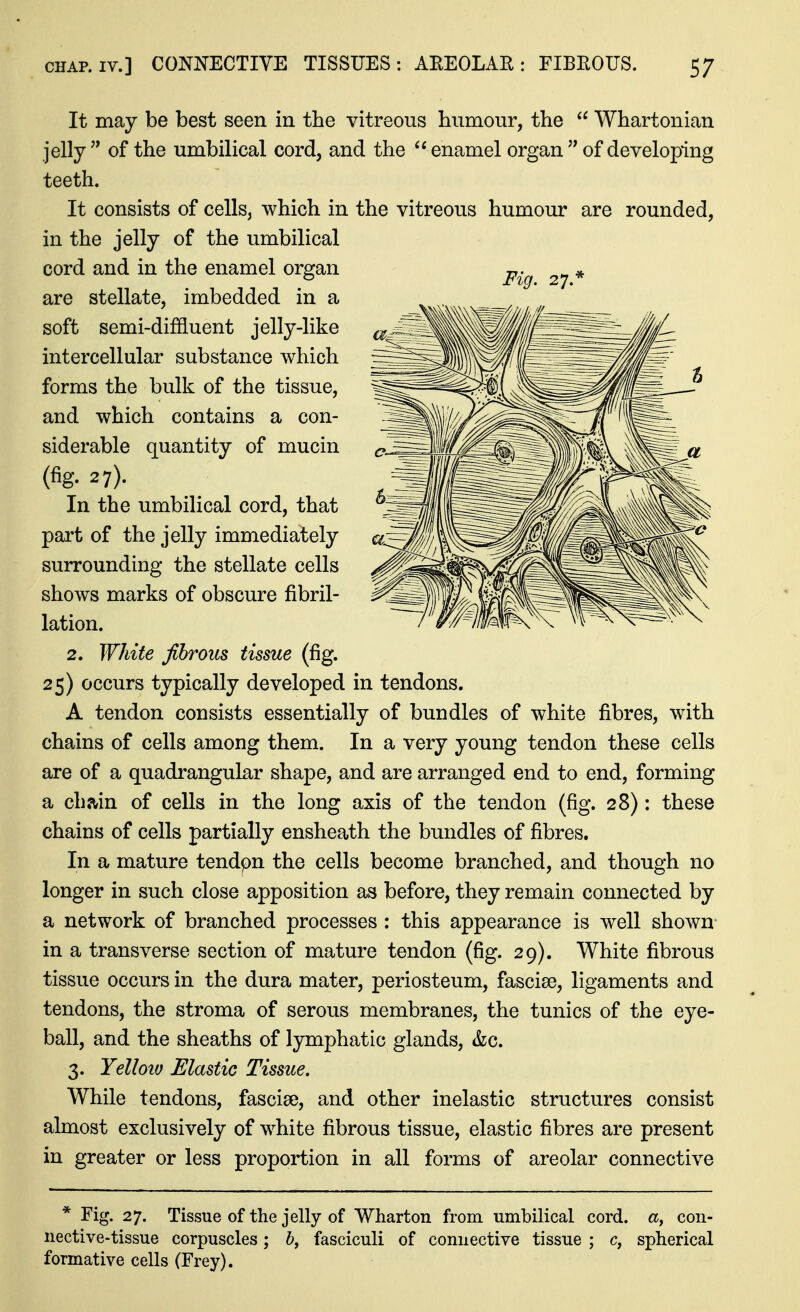 It may be best seen in the vitreous humour, the  Whartonian jelly  of the umbilical cord, and the  enamel organ  of developing teeth. It consists of cells, which in the vitreous humour are rounded, in the jelly of the umbilical cord and in the enamel organ are stellate, imbedded in a soft semi-diffluent jelly-like intercellular substance which forms the bulk of the tissue, and which contains a con- siderable quantity of mucin (fig. 27). In the umbilical cord, that part of the jelly immediately surrounding the stellate cells shows marks of obscure fibril- lation. 2. White fibrous tissue (fig. 25) occurs typically developed in tendons. A tendon consists essentially of bundles of white fibres, with chains of cells among them. In a very young tendon these cells are of a quadrangular shape, and are arranged end to end, forming a chain of cells in the long axis of the tendon (fig. 28): these chains of cells partially ensheath the bundles of fibres. In a mature tendpn the cells become branched, and though no longer in such close apposition as before, they remain connected by a network of branched processes : this appearance is well shown- in a transverse section of mature tendon (fig. 29). White fibrous tissue occurs in the dura mater, periosteum, fasciae, ligaments and tendons, the stroma of serous membranes, the tunics of the eye- ball, and the sheaths of lymphatic glands, &c. 3. Yelloio Elastic Tissue. While tendons, fasciae, and other inelastic structures consist almost exclusively of white fibrous tissue, elastic fibres are present in greater or less proportion in all forms of areolar connective * Fig. 27. Tissue of the jelly of Wharton from umbilical cord, a, con- nective-tissue corpuscles; h, fasciculi of connective tissue ; c, spherical formative cells (Frey).