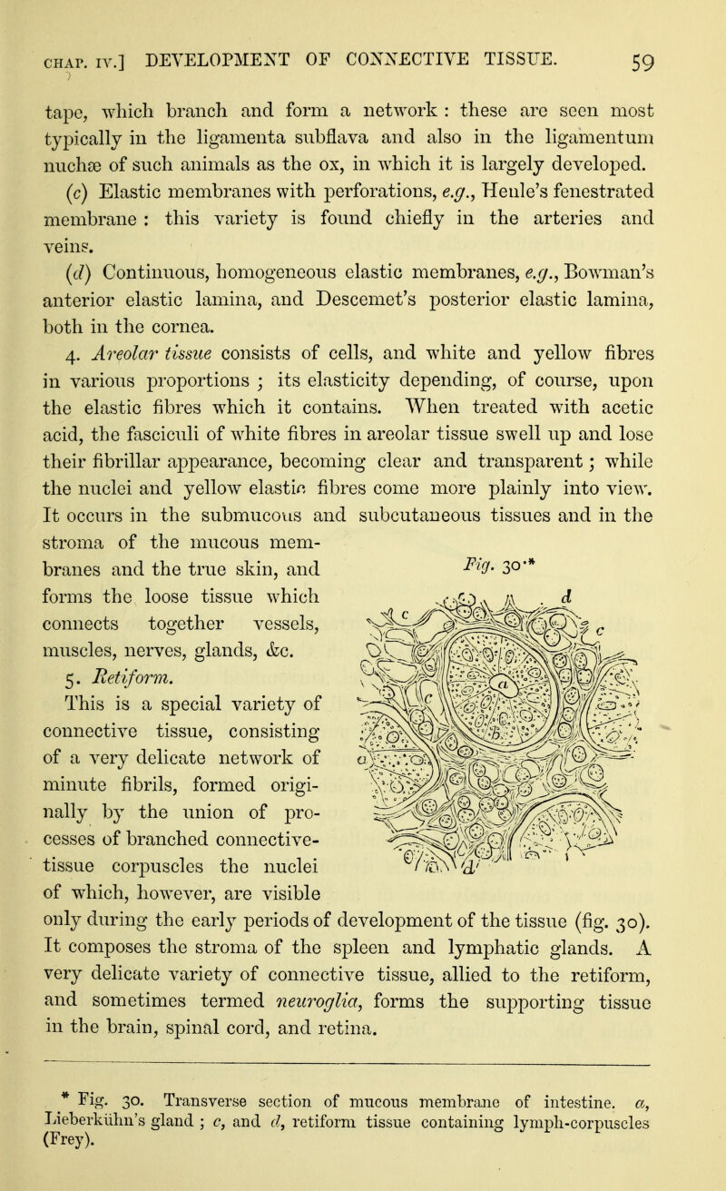 tape, which branch and form a network : these are seen most typically in the ligamenta subflava and also in the ligamentum nuchse of such animals as the ox, in which it is largely developed. (c) Elastic membranes with perforations, e.g., Henle's fenestrated membrane : this variety is found chiefly in the arteries and veins. (d) Continuous, homogeneous elastic membranes, e.g., Bowman's anterior elastic lamina, and Descemet's posterior elastic lamina, both in the cornea. 4. Areolar tissue consists of cells, and white and yellow fibres in various proportions ; its elasticity depending, of course, upon the elastic fibres which it contains. AVhen treated with acetic acid, the fasciculi of white fibres in areolar tissue swell up and lose their fibrillar appearance, becoming clear and transparent; while the nuclei and yellow elastif^ fibres come more plainly into view. It occurs in the submucous and subcutaneous tissues and in the stroma of the mucous mem- branes and the true skin, and forms the loose tissue which connects together vessels, muscles, nerves, glands, &c. 5. Eetiform. This is a special variety of connective tissue, consisting of a very delicate network of minute fibrils, formed origi- nally by the union of pro- cesses of branched connective- tissue corpuscles the nuclei of which, however, are visible only during the early periods of development of the tissue (fig. 30). It composes the stroma of the spleen and lymphatic glands. A. very delicate variety of connective tissue, allied to the retiform, and sometimes termed neuroglia, forms the supporting tissue in the brain, spinal cord, and retina. * Fig. 30. Transverse section of mucous membrane of intestine, a, Lieberkiihn's gland ; c, and d, retiform tissue containing lymph-corpuscles (Frey). Fig. 30-*