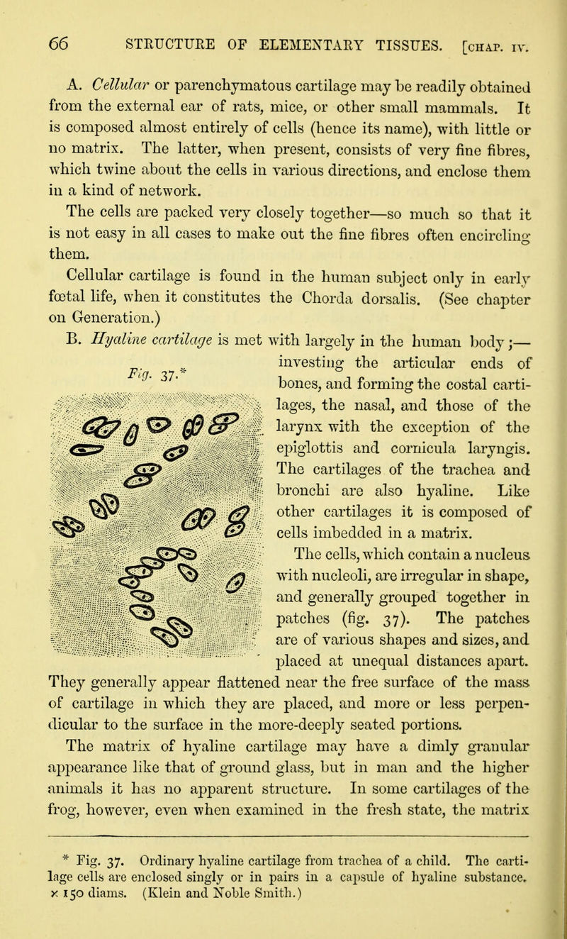 0^ A. Cellular or parenchymatous cartilage may be readily obtained from the external ear of rats, mice, or other small mammals. It is composed almost entirely of cells (hence its name), with little or no matrix. The latter, when present, consists of very fine fibres, which twine about the cells in various directions, and enclose them in a kind of network. The cells are packed very closely together—so much so that it is not easy in all cases to make out the fine fibres often encircling them. Cellular cartilage is found in the human subject only in early foetal hfe, when it constitutes the Chorda dorsalis. (See chapter on Generation.) B. Hyaline cartilage is met with largely in the human body;— investing the articular ends of bones, and forming the costal carti- lages, the nasal, and those of the larynx with the exception of the epiglottis and cornicula laryngis. The cartilages of the trachea and bronchi are also hyaline. Like other cartilages it is composed of cells imbedded in a matrix. The cells, which contain a nucleus with nucleoli, are irregular in shape, and generally grouped together in patches (fig. 37). The patches are of various shapes and sizes, and placed at unequal distances apart. They generally appear flattened near the free surface of the mass of cartilage in which they are placed, and more or less perpen- dicular to the surface in the more-deeply seated portions. The matrix of hyaline cartilage may have a dimly granular appearance like that of ground glass, but in man and the higher animals it has no apparent structure. In some cartilages of the frog, however, even when examined in the fresh state, the matrix * Fig. 37. Ordinary hyaline cartilage fi'om trachea of a child. The carti- lage cells are enclosed singly or in pairs in a capsule of hyaline substance. X X50 diams. (Klein and ]Noble Smith.)