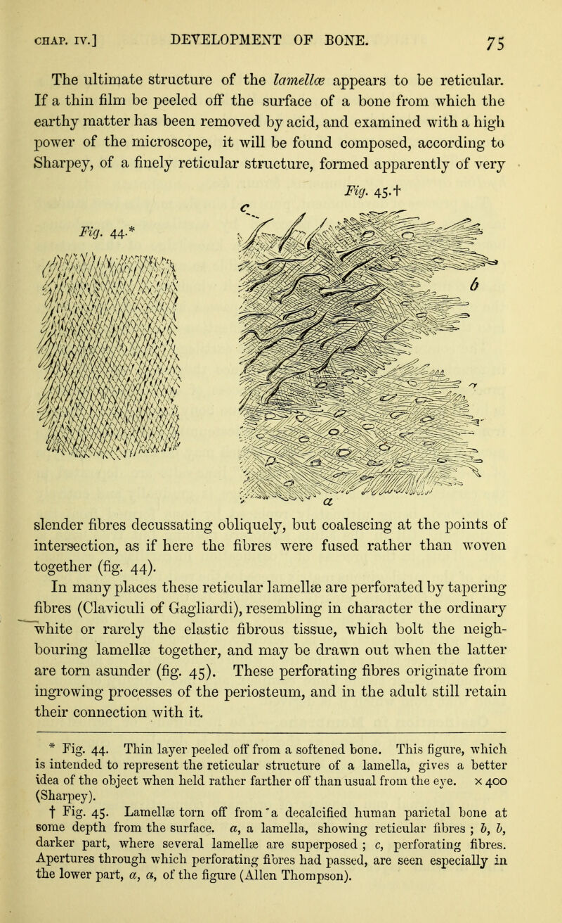 The ultimate structure of the lamellce appears to be reticular. If a thin film be peeled off the surface of a bone from which the earthy matter has been removed by acid, and examined with a high power of the microscope, it will be found composed, according to Sharpey, of a finely reticular structure, formed apparently of very Fig. 45-1 slender fibres decussating obliquely, but coalescing at the points of intersection, as if here the fibres were fused rather than woven together (fig. 44). In many places these reticular lamellae are perforated by tapering fibres (Claviculi of Gagliardi), resembling in character the ordinary white or rarely the elastic fibrous tissue, which bolt the neigh- bouring lamellae together, and may be drawn out when the latter are torn asunder (fig. 45). These perforating fibres originate from ingrowing processes of the periosteum, and in the adult still retain their connection with it. * Fig. 44. Thin layer peeled off from a softened bone. This figure, which is intended to represent the reticular structure of a lamella, gives a better idea of the object when held rather farther off than usual from the eye. x 400 (Sharpey). t Fig. 45. Lamellae torn off from*a decalcified human parietal bone at some depth from the surface, a, a lamella, showing reticular fibres ; &, h, darker part, where several lamellae are superposed ; c, perforating fibres. Apertures through which perforating fibres had passed, are seen especially in the lower part, a, a, of the figure (Allen Thompson).