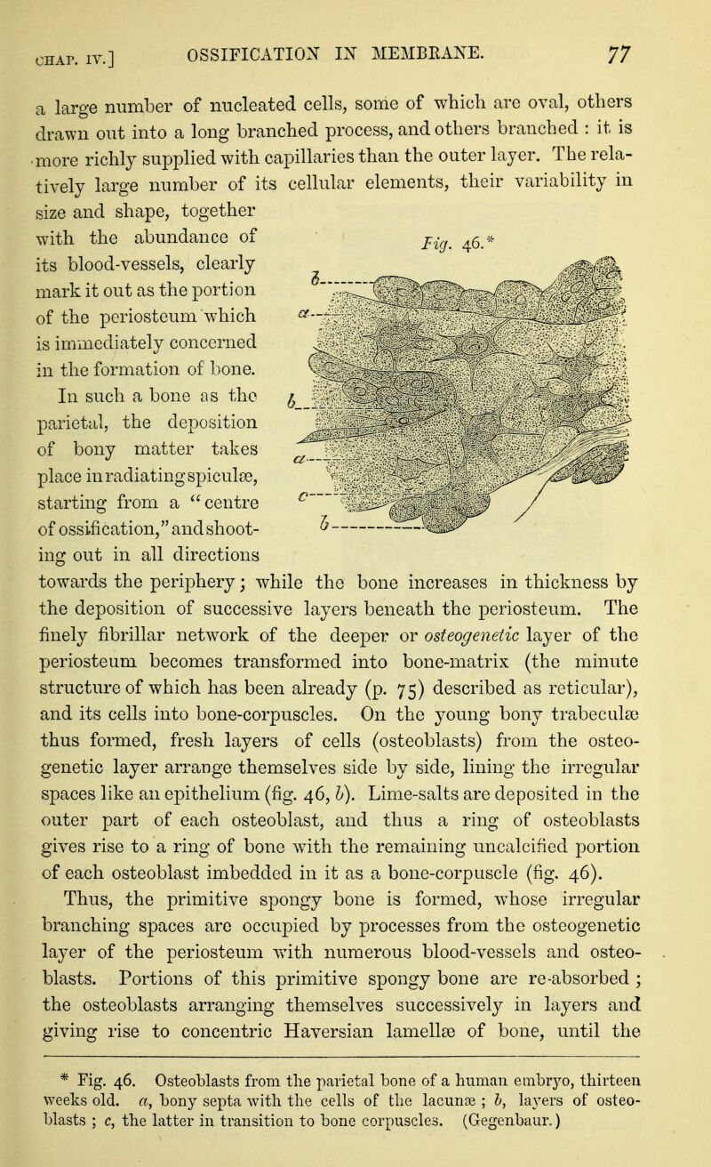 a large number of nucleated cells, some of which are oval, others drawn out into a long branched process, and others branched : it is more richly supplied with capillaries than the outer layer. The rela- tively large number of its cellular elements, their variability in size and shape, together with the abundance of its blood-vessels, clearly mark it out as the portion of the periosteum which is immediately concerned in the formation of bone. In such a bone as the parietal, the deposition of bony matter takes place in radiating spiculse, starting from a centre of ossification, and shoot- ing out in all directions towards the periphery; while the bone increases in thickness by the deposition of successive layers beneath the periosteum. The finely fibrillar network of the deeper or osteogenetic layer of the periosteum becomes transformed into bone-matrix (the minute structure of which has been already (p. 75) described as reticular), and its cells into bone-corpuscles. On the young bony trabecula) thus formed, fresh layers of cells (osteoblasts) from the osteo- genetic layer arrange themselves side by side, lining the irregular spaces like an epithelium (fig. 46, h). Lime-salts are deposited in the outer part of each osteoblast, and thus a ring of osteoblasts gives rise to a ring of bone with the remaining uncalcified portion of each osteoblast imbedded in it as a bone-corpuscle (fig. 46). Thus, the primitive spongy bone is formed, whose irregular branching spaces are occupied by processes from the osteogenetic layer of the periosteum v\4th numerous blood-vessels and osteo- blasts. Portions of this primitive spongy bone are re-absorbed ; the osteoblasts arranging themselves successively in layers and giving rise to concentric Haversian lamell£e of bone, until the * Fig. 46. Osteoblasts from tlie parietal bone of a human embryo, thirteen weeks old. a, bony septa with the cells of the lacunae ; h, layers of osteo- blasts ; c, the latter in transition to bone corpuscles. (Gegenbaur.)
