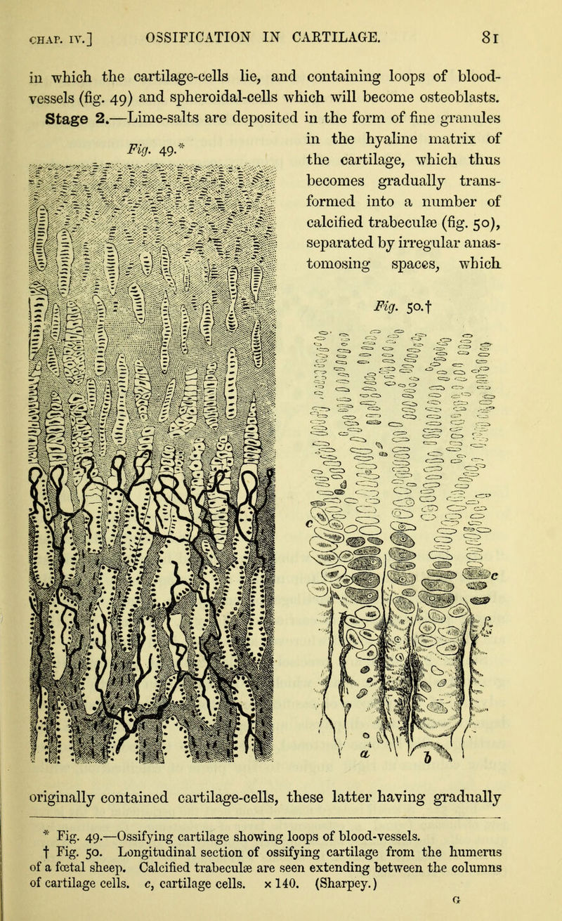 in which the cartilage-cells lie, and containing loops of blood- vessels (fig. 49) and spheroidal-cells which will become osteoblasts. Stage 2.—Lime-salts are deposited in the form of fine granules in the hyaline matrix of Fig. 49.-^ Hp the cartilage, which thus becomes gradually trans- formed into a number of calcified trabeculae (fig. 50), separated by irregular anas- tomosing spaces, w^hichi Fig. 5o.t originally contained cartilage-cells, these latter having gradually Fig. 49.—Ossifying cartilage showing loops of blood-vessels, t Fig. 50. Longitudinal section of ossifying cartilage from the humerus of a foetal sheep. Calcified trabeculse are seen extending between the columns of cartilage cells, c, cartilage cells, x 140. (Sharpey.)