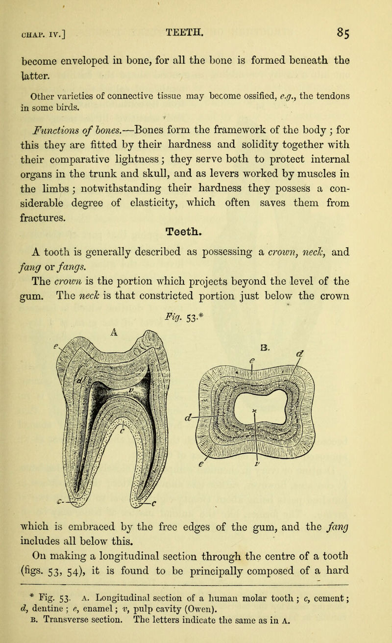 become enveloped in bone, for all the bone is formed beneath the latter. Other varieties of connective tissue may become ossified, e.g.^ the tendons in some birds. Functions of hones.—Bones form the framework of the body ; for this they are fitted by their hardness and solidity together with their comparative lightness; they serve both to protect internal organs in the trunk and skull, and as levers worked by muscles in the limbs ; notwithstanding their hardness they possess a con- siderable degree of elasticity, which often saves them from fractures. Teeth. A tooth is generally described as possessing a crowjij neclc, and fang or fangs. The croivn is the portion which projects beyond the level of the gum. The neck is that constricted portion just below the crown ^^9- 53- which is embraced by the free edges of the gum, and the fang includes all below this. On making a longitudinal section through the centre of a tooth (figs. 53, 54), it is found to be principally composed of a hard * Fig. 53. A. Longitudinal section of a human molar tooth ; c, cement; d, dentine ; enamel; v, pulp cavity (Owen). B. Transverse section. The letters indicate the same as in A.