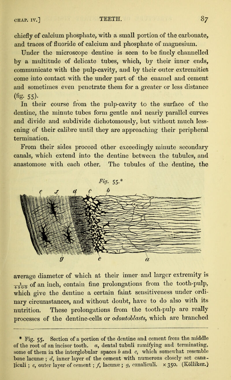 chiefly of calcium phosphate, with a small portion of the carbonate^ and traces of fluoride of calcium and phosphate of magnesium. Under the microscope dentine is seen to be finely channelled by a multitude of delicate tubes, which, by their inner ends, communicate with the pulp-cavity, and by their outer extremities come into contact with the under part of the enamel and cement and sometimes even penetrate them for a greater or less distance (%• 55)- In their course from the pulp-cavity to the surface of the dentine, the minute tubes form gentle and nearly parallel curves and divide and subdivide dichotomously, but without much less- ening of their calibre until they are approaching their peripheral termination. From their sides proceed other exceedingly minute secondary canals, which extend into the dentine between the tubules, and anastomose with each other. The tubules of the dentine, the Fig. 55.* average diameter of which at their inner and larger extremity is of an inch, contain fine prolongations from the tooth-pulp, which give the dentine a certain faint sensitiveness under ordi- nary circumstances, and without doubt, have to do also with its nutrition. These prolongations from the tooth-pulp are really processes of the dentine-cells or odontoblasts, which are branched * Fig. 55. Section of a portion of the dentine and cement from the middle of the root of an incisor tooth, a, dental tubuli ramifying and terminating, some of them in the interglobular spaces b and c, which somewhat resemble bone lacunae ; d, inner layer of the cement with numerous closely set cana-