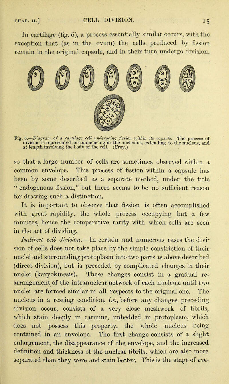 In cartilage (fig. 6), a process essentially similar occurs, with the exception that (as in the ovum) the cells produced by fission remain in the original capsule, and in their turn undergo division, Fig. 6.—Diagram of a cartilage cell undergoing fission within its capsule. The process of division is represented as commencing' in the nucleolus, extending- to the nucleus, and at length involving the body of the cell. (Frey.) SO that a large number of cells are sometimes observed within a common envelope. This process of fission within a capsule has been by some described as a separate method, under the title  endogenous fission, but there seems to be no sufl&cient reason for drawing such a distinction. It is important to observe that fission is often accomplished wdth great rapidity, the whole process occupying but a few minutes, hence the comparative rarity with which cells are seen in the act of dividing. Indirect cell division.—In certain and numerous cases the divi- sion of cells does not take place by the simple constriction of their nuclei and surrounding protoplasm into two parts as above described (direct division), but is preceded by complicated changes in their nuclei (karyokinesis). These changes consist in a gradual re- arrangement of the intranuclear network of each nucleus, until two nuclei are formed similar in all respects to the original one. The nucleus in a resting condition, i.e., before any changes preceding division occur, consists of a very close meshwork of fibrils, which stain deeply in carmine, imbedded in protoplasm, which does not possess this property, the whole nucleus being contained in an envelope. The first change consists of a slight enlargement, the disappearance of the. envelope, and the increased definition and thickness of the nuclear fibrils, which are also more separated than they were and stain better. This is the stage of con-