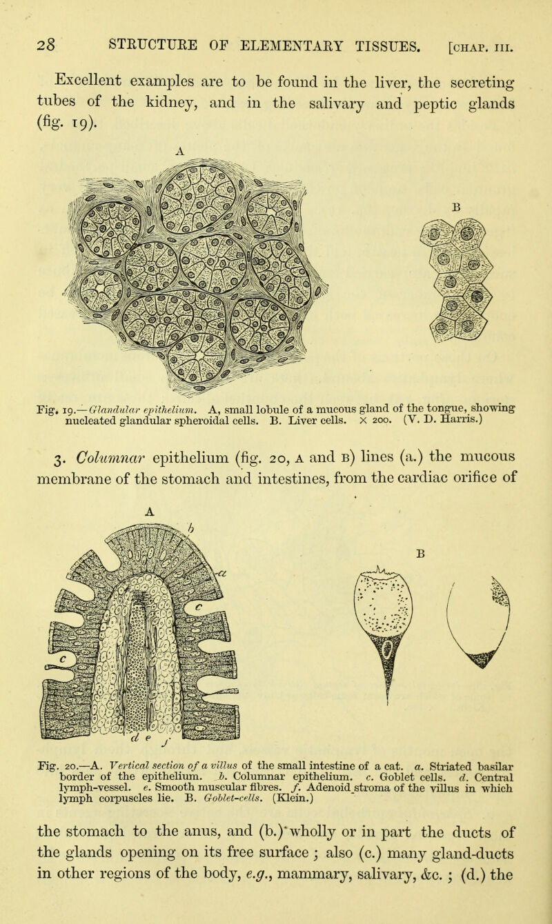 Excellent examples are to be found in the liver, the secreting tubes of the kidney, and in the salivary and peptic glands (fig. 19). A Fig, ig—Glandular epithelium. A, small lobule of a mucous gland of the tongue, showing nucleated glandular spheroidal cells. B. Liver cells. X 200. (V. D. Harris.) 3. Columnar epithelium (fig. 20, a and b) lines (a.) the mucous membrane of the stomach and intestines, from the cardiac orifice of Fig, 20.—A. Vertical section of a villus of the small intestine of a eat. a. Striated basilar border of the epithelium, b. Colunmar epithelium, c. Goblet cells, cl. Central lymph-vessel, e. Smooth muscular fibres. /. Adenoid stroma of the villus in which lymph corpuscles lie. B. GoUet-cdls. (Klein.) the stomach to the anus, and (b.)^wholly or in part the ducts of the glands opening on its free surface ; also (c.) many gland-ducts in other regions of the body, e.g,^ mammary, salivary, &c. ; (d.) the