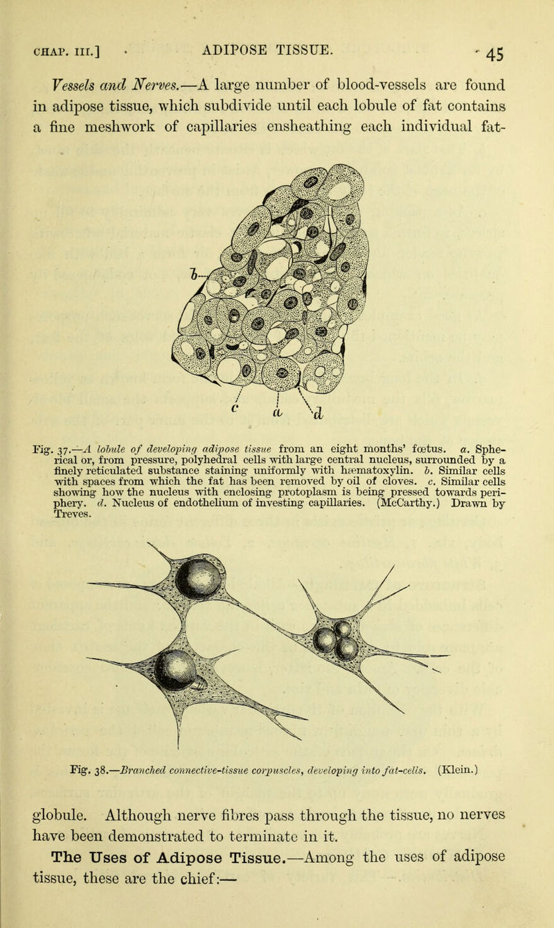 Vessels and Nerves.—A large number of blood-vessels are found in adipose tissue, which subdivide until each lobule of fat contains a fine meshwork of capillaries ensheathing each individual fat- Eig. iq.—A lohule of develo'ping adipose tissue from an eight months' foetus, a. Sphe- rical or, from pressure, polyhedral cells with large central nucleus, surrounded by a finely reticulated substance staining uniformly with hsematoxylin. Z>. Similar cells with spaces from which the fat has been removed by oil of cloves, c. Similar cells showing how the nucleus with enclosing protoplasm is being pressed towards peri- phery, d. Nucleus of endothelium of investing capillaries. (McCarthy.) Drawn by Treves. Fig. 38.—Branched connective-tissue corpusclesy developing into fat-cells, (Klein.) globule. Although nerve fibres pass through the tissue, no nerves have been demonstrated to terminate in it. The Uses of Adipose Tissue.—Among the uses of adipose tissue, these are the chief:—