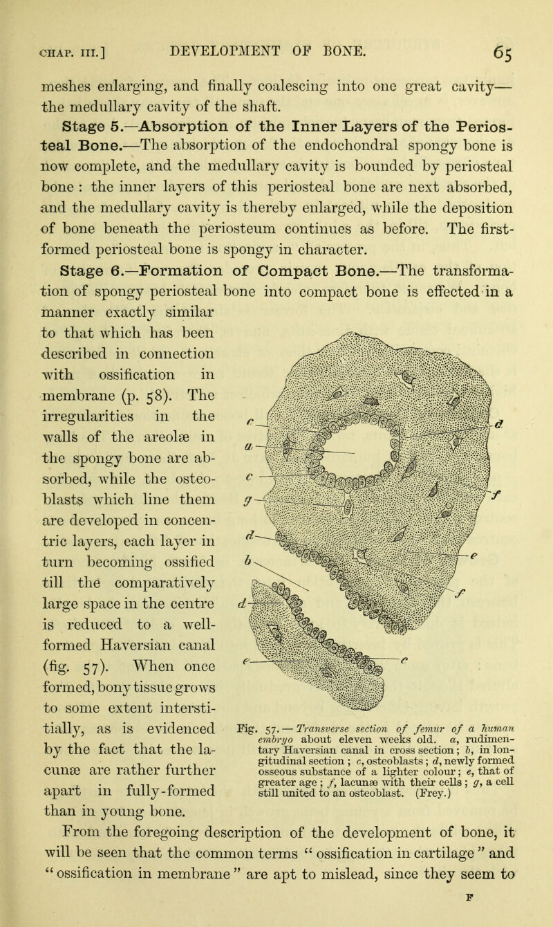 meshes enlarging, and finally coalescing into one great cavity— the medullary cavity of the shaft. Stage 5.—Absorption of the Inner Layers of the Perios- teal Bone.—The absorption of the endochondral spongy bone is now complete, and the medullary cavity is bounded by periosteal bone : the inner layers of this periosteal bone are next absorbed, and the medullary cavity is thereby enlarged, while the deposition of bone beneath the periosteum continues as before. The first- formed periosteal bone is spongy in character. Stage 6.—Formation of Compact Bone.—The transforma- tion of spongy periosteal bone into compact bone is effected ia a manner exactly similar to that which has been described in connection wdth ossification in membrane (p. 58). The irregularities in the walls of the areolae in the spongy bone are ab- sorbed, while the osteo- blasts which line them are developed in concen- tric layers, each layer in turn becoming ossified till the comparatively large space in the centre is reduced to a well- formed Haversian canal (fig. 57). When once formed, bony tissue grows to some extent intersti- tially, as is evidenced by the fact that the la- cunae are rather further apart in fully-formed than in young bone. From the foregoing description of the development of bone, it will be seen that the common terms  ossification in cartilage  and  ossification in membrane  are apt to mislead, since they seem to 57' — Transverse section of femur of a human embryo about eleven weeks old. a, rudimen- tary Haversian canal in cross section; h, in lon- gitudinal section ; c, osteoblasts ; d, newly formed osseous substance of a lighter colour; e, that of greater age ; /, lacunae with their cells ; g, a cell still united to an osteoblast. (Frey.)