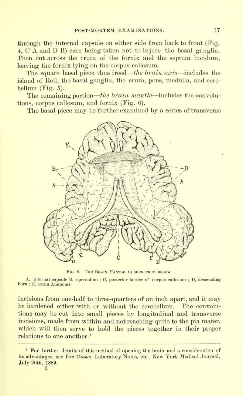 through the internal capsule on either side from back to front (Fig. 4, C A and D B) care being taken not to injure the basal ganglia. Then cut across the crura of the fornix and the septum lucidum, leaving the fornix lying on the corpus callosum. The square basal piece thus freed—the brain axis—includes the island of Reil, the basal ganglia, the crura, pons, medulla, and cere- bellum (Fig. 5). The remaining portion—the brain mantle—includes the convolu- tions, corpus callosum, and fornix (Fig. 6). The basal piece may be further examined by a series of transverse Fig. 6.—The Brain Mantle as seen from below. A, Internal capsule B, operculum ; C, posterior border of corpus callosum ; D, descending horn ; E, cornu Ammonis. incisions from one-half to three-quarters of an inch apart, and it may be hardened either with or without the cerebellum. The convolu- tions may be cut into small pieces by longitudinal and transverse incisions, made from within and not reaching quite to the pia mater, which will then serve to hold the pieces together in their proper relations to one another.' ^ For further details of this method of opening the brain and a consideration of its advantages, see Van Oieson, Laboratory Notes, etc., New York Medical Journal, July 20th, 1889. 3