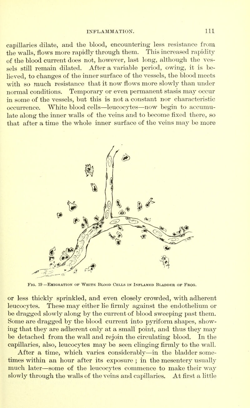 capillaries dilate, and the blood, encountering less resistance from the walls, flows more rapidly through them. This increased rapidity of the blood current does not, however, last long, although the ves- sels still remain dilated. After a variable period, owing, it is be- lieved, to changes of the inner surface of the vessels, the blood meets with so much resistance that it now flows more slowly than under normal conditions. Temporary or even permanent stasis may occur in some of the vessels, but this is not a constant nor characteristic occurrence. White blood cells—leucocytes—now begin to accumu- late along the inner walls of the veins and to become fixed there, so that after a time the whole inner surface of the veins may be more Fig. 19 —Emigration of White Blood Cells in Inflamed Bladder of Frog. or less thickly sprinkled, and even closely crowded, with adherent leucocytes. These may either lie firmly against the endothelium or be dragged slowly along by the current of blood sweeping past them. Some are dragged by the blood current into pyriform shapes, show- ing that they are adherent only at a small point, and thus they may be detached from the wall and rejoin the circulating blood. In the capillaries, also, leucocytes may be seen clinging firmly to the wall. After a time, which varies considerably—in the bladder some- times within an hour after its exposure ; in the mesentery usually much later—some of the leucocytes commence to make their way slowly through the walls of the veins and capillaries. At first a little