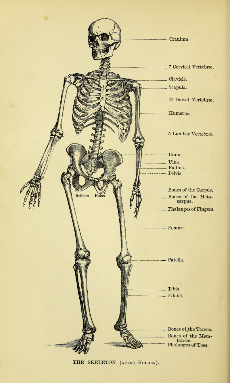 Cranium. - 7 Cervical Vertebrae. . Clavicle. - Scapula. 12 Dorsal Vertebrse. Humerus. 5 Lumbar Vertebrae. • Ilium. . Ulna. . Eadius. • Pelvis. - Bones of the Carpus. . Bones of the Meta- carpus. . Phalanges of ring-ers. • Femur. - Patella. Tibia. Fibula, Bones of^the Tarsus. Bones of the Meta- tarsus. Phalanges of Toes. THE SKELETON (after Holden).