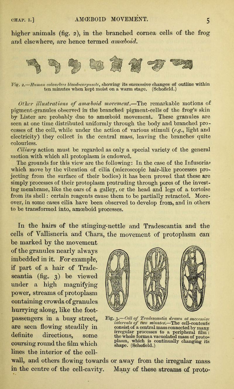 higher animals (fig. 2), in the branched cornea cells of the frog and elsewhere, are hence termed amoeboid. rig'. 2.—Htonan colourle.^s blood-corpuscle, showing- its successive changes of outline within ten minutes when kept moist on a warm stage. (Schofield.) Other illustrations of amceljoid movement,—The remarkable motions of pigment-granules observed in the branched pigment-cells of the frog's skin by Lister are probably due to amoeboid movement. These granules are seen at one time distributed uniformly through the body and branched pro- cesses of the cell, while under the action of various stimuli (je.g., light and electricity) they collect in the central mass, leaving the branches quite colourless. Ciliary action must be regarded as only a special variety of the general motion with which all protoplasm is endowed. The grounds for this view are the following: In the case of the Infusoria* which move by the vibration of cilia (microscopic hair-like processes pro- jecting from the surface of their bodies) it has been proved that these are simply processes of their protoplasm protruding through pores of the invest- ing membrane, like the oars of a galley, or the head and legs of a tortoise from its shell: certain reagents cause them to be partially retracted. More- over, in some cases cilia have been observed to develop from, and in others to be transformed into, amoeboid processes. In the hairs of the stinging-nettle and Tradescantia and the cells of Vallisneria and Chara, the movement of protoplasm can be marked by the movement of the granules nearly always imbedded in it. For example, if part of a hair of Trade- scantia (fig. 3) be viewed under a high magnifying power, streams of protoplasm containing crowds of granules hurrying along, like the foot- passengers in a busy street, are seen flowing steadily in definite directions, some coursing round the film which lines the interior of the cell- wall, and others flowing towards or aw^ay from the irregular mass in the centre of the cell-cavity. Many of these streams of proto- Fig. 3.—Cell of Tradescantia draivn at successioe intervals of two minutes.—The cell-contents consist of a central mass connected by many irregular processes to a peripheral film: the whole forms a vacuolated mass of proton plasm, which is continually changing its shape. (Schofield.)