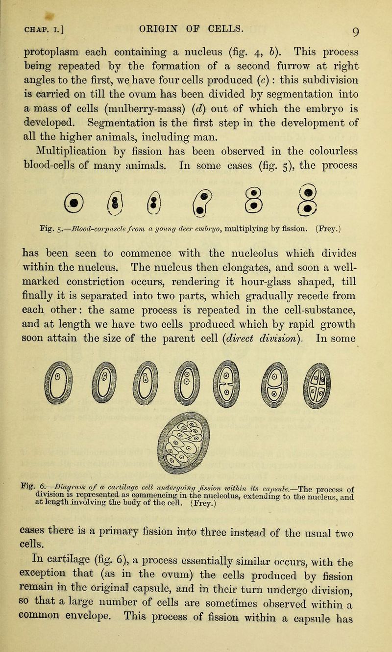 protoplasm each containing a nucleus (fig. 4, h). This process being repeated by the formation of a second furrow at right angles to the first, we have four cells produced (c): this subdivision is carried on till the ovum has been divided by segmentation into a mass of cells (mulberry-mass) (d) out of which the embryo is developed. Segmentation is the first step in the development of all the higher animals, including man. Multiplication by fission has been observed in the colourless blood-cel]s of many animals. In some cases (fig. 5), the process Fig. 5.—Blood-corpuscle from a young deer emhrrjo, multiplying by fission. (Frey.) has been seen to commence with the nucleolus which divides within the nucleus. The nucleus then elongates, and soon a well- marked constriction occurs, rendering it hour-glass shaped, till finally it is separated into two parts, which gradually recede from each other: the same process is repeated in the cell-substance, and at length we have two cells produced which by rapid growth soon attain the size of the parent cell {direct division). In some Eig. 6—Diagram of a cartilage cell undergoing fission loithin its capsule.~The process of division is represented as commencing in the nucleolus, extending to the nucleus and at length involving the body of the cell. (Frey.) ' cases there is a primary fission into three instead of the usual two cells. In cartilage (fig. 6), a process essentially similar occurs, with the exception that (as in the ovum) the cells produced by fission remain in the original capsule, and in their turn undergo division, so that a large number of cells are sometimes observed within a common envelope. This process of fission within a capsule has