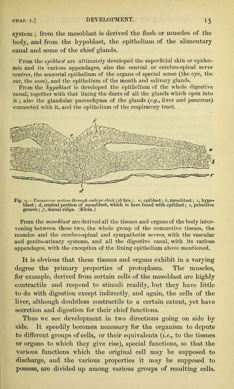 DEVELOPMENT. systemfrom the mesoblast is derived the flesh or muscles of the body, and from the hypoblast, the epithelium of the alimentary canal and some of the chief glands. From the epihlast are ultimately developed the superficial skin or epider- mis and its various appendages, also the central or cerebro-spinal nerve centres, the sensorial epithelium of the organs of special sense (the eye, the ear, the nose), and the epithelium of the mouth and salivary glands. From the hypoblast is developed the epithelium of the whole digestive canal, together with that lining the ducts of all the glands which open into it ; also the glandular parenchyma of the glands (^e.g., liver and pancreas) connected with it, and the epithelium of the respiratory tract. Fig. 9.—Transverse sectiori fhrough enibryo chick (26 hrs.). a, epiblast; h, mesoblast; c, hypo- blast ; central portion of mesoblast, which is here fused with epiblast; e, primitive groove; /, dorsal ridge. (Klein.) From the mesoMast are derived all the tissues and organs of the body inter- vening between these two, the whole group of the connective tissues, the muscles and the cerebro-spinal and sympathetic 7ierves, with the vascular and genito-urinary systems, and all the digestive canal, with its various appendages, with the exception of the lining epithelium above mentioned. It is obvious that these tissues and organs exhibit in a varying degree the primary properties of protoplasm. The muscles, for example, derived from certain cells of the mesoblast are highly contractile and respond to stimuli readily, but they have little to do with digestion except indirectly; and again, the cells of the liver, although doubtless contractile to a certain extent, yet have secretion and digestion for their chief functions. Thus we see development in two directions going on side by side. It speedily becomes necessary for the organism to depute to different groups of cells, or their equivalents to the tissues or organs to which they give rise), special functions, so that the various functions which the original cell may be supposed to discharge, and the various properties it may be supposed to possess, are divided up among various groups of resulting cells.
