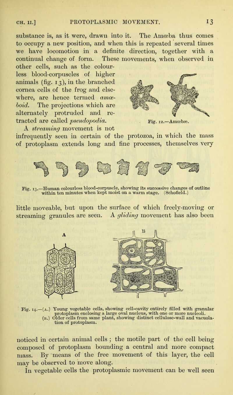 substance is, as it were, drawn into it. The Amoeba thus comes to occupy a new position, and when this is repeated several times we have locomotion in a definite direction, together with a continual change of form. These movements, when observed in other cells, such as the colour- less blood-corpuscles of higher animals (fig. 13), in the branched cornea cells of the frog and else- where, are hence termed amoe- boid. The projections which are alternately protruded and re- tracted are called pseudopodia. A streaming movement is not infrequently seen in certain of the protozoa, in which the mass of protoplasm extends long and fine processes, themselves very Fig. 12.—AmoebEe. Fig. 13.—Human colourless blood-corpuscle, showing its successive changes of outline within ten minutes when kept moist on a warm stage. (Schofield.) little moveable, but upon the surface of which freely-moving or streaming granules are seen. A gliding movement has also been Fig. 14.—(a.) Young vegetable cells, showing cell-cavity entirely filled with granular protoplasm enclosing a large oval nucleus, with one or more nucleoli. (b.) Older cells from same plant, showing distinct cellulose-wall and vacuola- tion of protoplasm. noticed in certain animal cells ; the motile part of the cell being composed of protoplasm bounding a central and more compact mass. By means of the free movement of this layer, the cell may be observed to move along. In vegetable cells the protoplasmic movement can be well seen