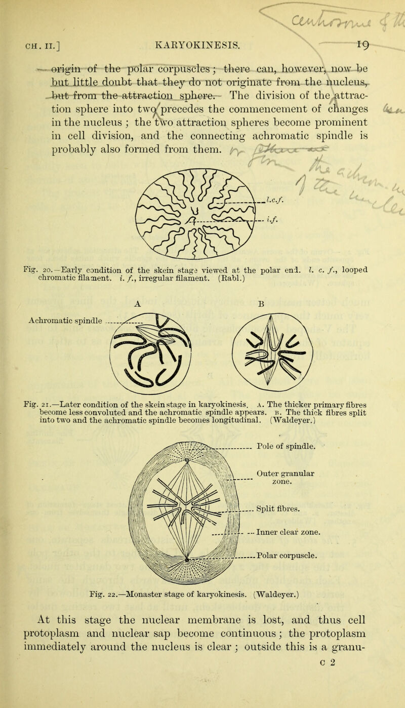 origin of the polar corpuscles; there can, however, now be .but little doubt that they do not originate from the nucleus, -^nt from the attraction sphere. The division of the attrac- tion sphere into tw^^^precedes the commencement of changes in the nucleus ; the two attraction spheres become prominent in cell division, and the connecting achromatic spindle is probably also formed from them. ' ^^J^i^^^l -ac;-^ ■ >■/■ Fig. 20.—Early condition of the skein stage viewed at the polar end. 1. c. /., looped chromatic filament, i./., irregular filament. (Rabl.) A B Achromatic spindle .. Fig. 21.—Later condition of the skein stage in karyokinesis. a. The thicker primary fibres become less convoluted and the achromatic spindle appears, b. The thick fibres split into two and the achromatic spindle becomes longitudinal. (Waldeyer.) Fig. 22.—Monaster stage of karyokinesis. (Waldeyer.) At this stage the nuclear membrane is lost, and thus cell protoplasm and nuclear sap become continuous; the protoplasm immediately around the nucleus is clear ; outside this is a granu- c 2