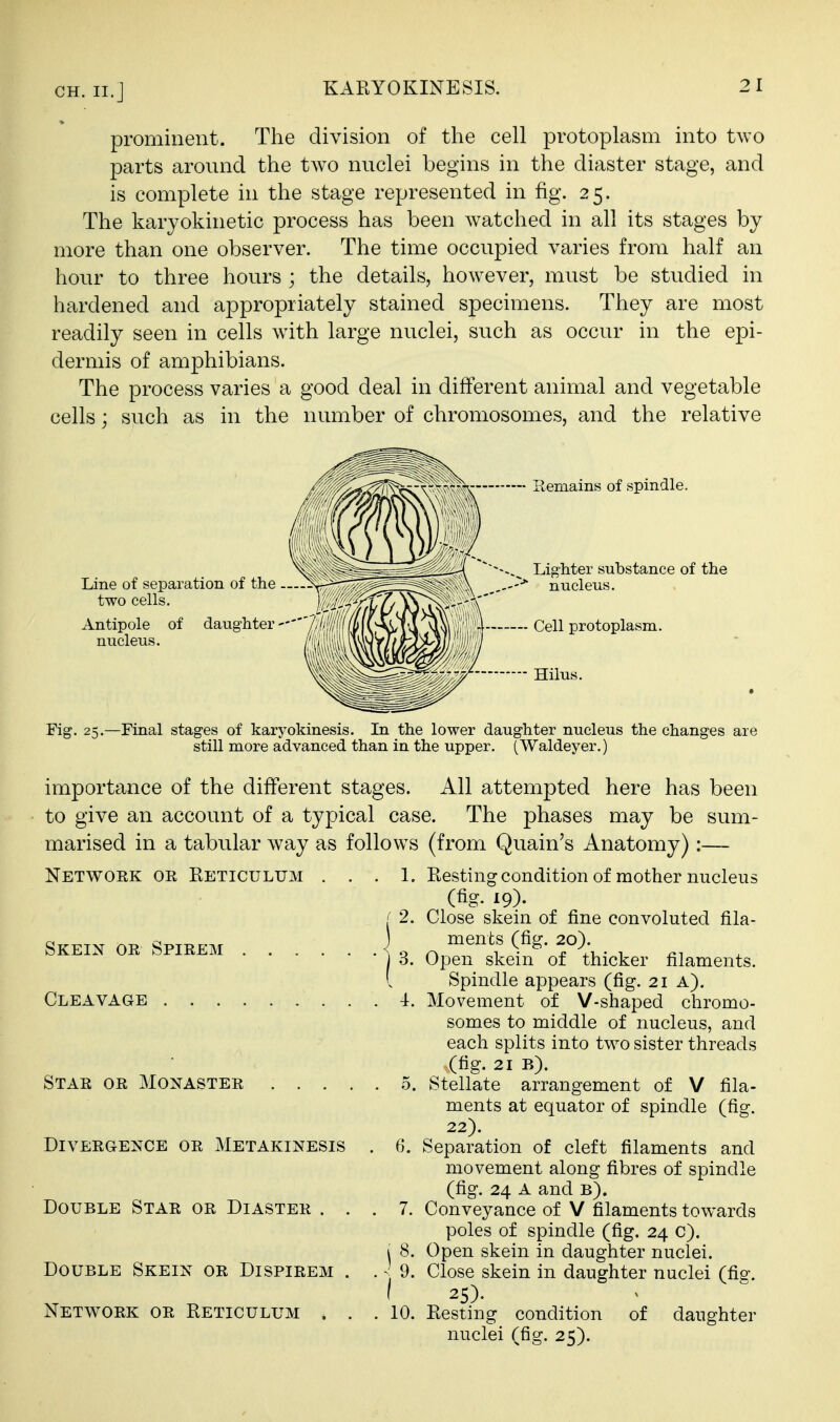 prominent. The division of the cell protoplasm into two parts around the two nuclei begins in the diaster stage, and is complete in the stage represented in fig. 25. The karyokinetic process has been watched in all its stages by more than one observer. The time occupied varies from half an hour to three hours ; the details, however, must be studied in hardened and appropriately stained specimens. They are most readily seen in cells with, large nuclei, such as occur in the epi- dermis of amphibians. The process varies a good deal in different animal and vegetable cells ; such as in the number of chromosomes, and the relative Ptemains of spindle. Line of separation of the . two cells. Antipole of daughter nucleus. Lighter substance of the nucleus. Cell protoplasm. Hilus. Fig. 25.—Final stages of karyokinesis. In the lower daughter nucleus the changes are still more advanced than in the upper. (Waldeyer.) importance of the different stages. All attempted here has been to give an account of a typical case. The phases may be sum- marised in a tabular way as follows (from Quain's Anatomy):— Network or Reticulum ... 1. Resting condition of mother nucleus (fig. 19). ^ 2. Close skein of fine convoluted fila- SKEIN OR SPIREM „ ^ '^t f^;^.■ U «, 3. Open skeni of thicker filaments. [ Spindle appears (fig. 21 A). Cleavage 4. Movement of V-shaped chromo- somes to middle of nucleus, and each splits into two sister threads (fig. 21 B). Star or Monaster 5. Stellate arrangement of V fila- ments at equator of spindle (fig. 22). Divergence or Metakinesis . 6. Separation of cleft filaments and movement along fibres of spindle (fig. 24 A and b). Double Star or Diaster ... 7. Conveyance of V filaments towards poles of spindle (fig. 24 C). \ 8. Open skein in daughter nuclei. Double Skein or Dispirem . . 9. Close skein in daughter nuclei (fie. ( 25). Network or Reticulum . . .10. Resting condition of daughter nuclei (fig. 25).