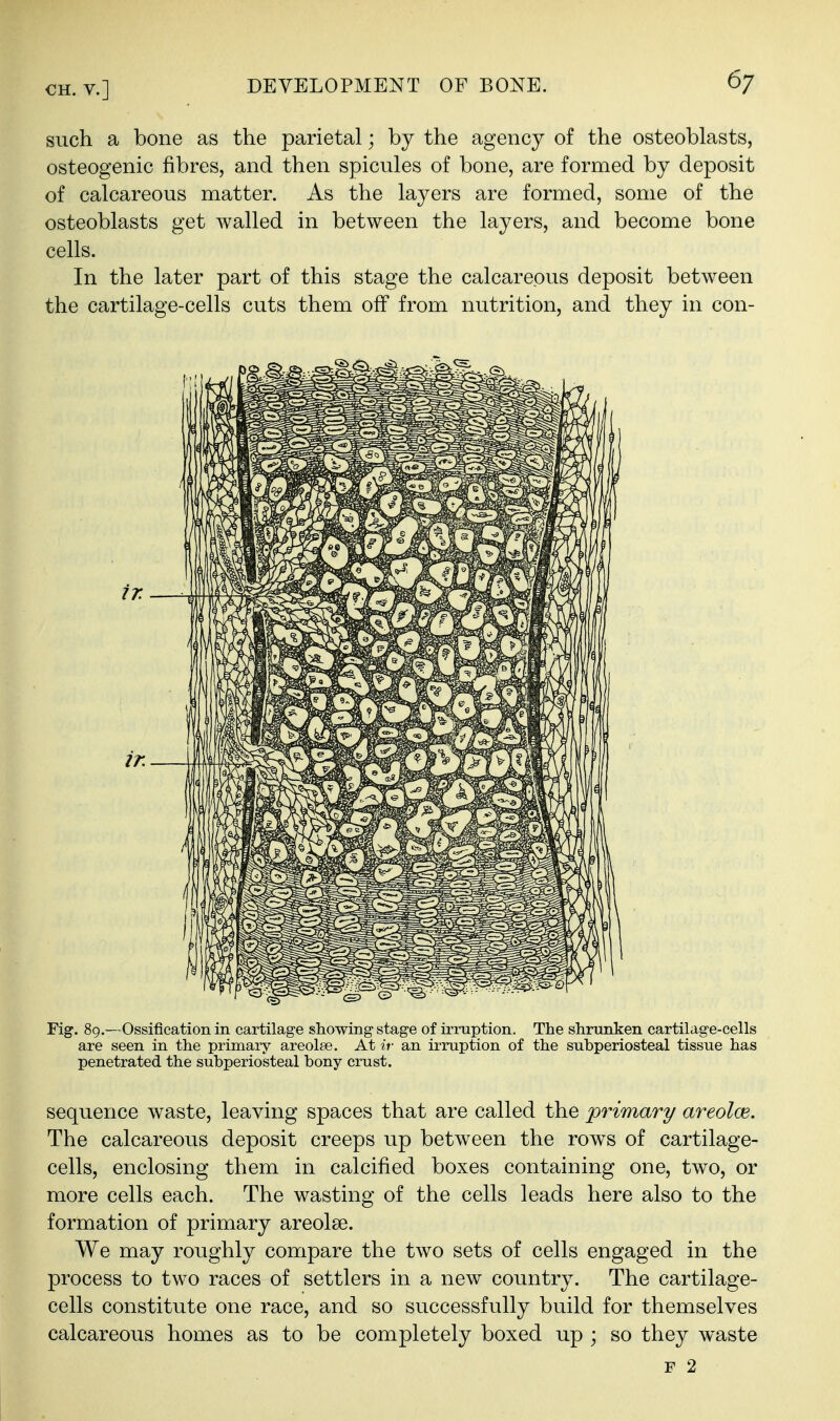 such a bone as the parietal; by the agency of the osteoblasts, osteogenic fibres, and then spicules of bone, are formed by deposit of calcareous matter. As the layers are formed, some of the osteoblasts get walled in between the layers, and become bone cells. In the later part of this stage the calcareous deposit between the cartilage-cells cuts them off from nutrition, and they in con- Fig. 89.—Ossification in cartilage showing stage of irruption. The shrunken cartilage-cells are seen in the primary areolse. At ir an irruption of the subperiosteal tissue has penetrated the subperiosteal bony crust. sequence waste, leaving spaces that are called the primary areolce. The calcareous deposit creeps up between the rows of cartilage- cells, enclosing them in calcified boxes containing one, two, or more cells each. The wasting of the cells leads here also to the formation of primary areolse. We may roughly compare the two sets of cells engaged in the process to two races of settlers in a new country. The cartilage- cells constitute one race, and so successfully build for themselves calcareous homes as to be completely boxed up ; so they waste F 2