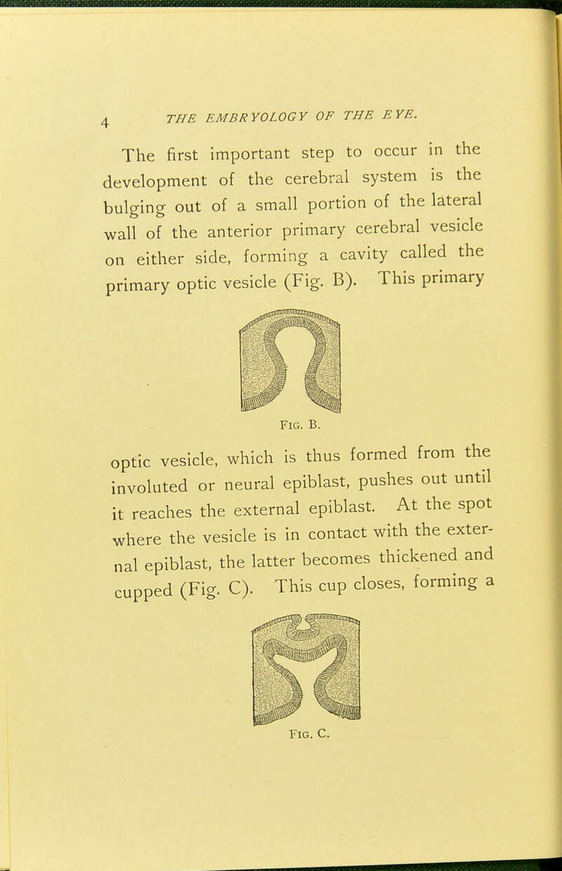 The first important step to occur in the development of the cerebral system is the bulging out of a small portion of the lateral wall of the anterior primary cerebral vesicle on either side, forming a cavity called the primary optic vesicle (Fig. B). This primary Fig. B. optic vesicle, which is thus formed from the involuted or neural epiblast, pushes out until it reaches the external epiblast. At the spot where the vesicle is in contact with the exter- nal epiblast, the latter becomes thickened and cupped (Fig. C). This cup closes, forming a Fig. C.