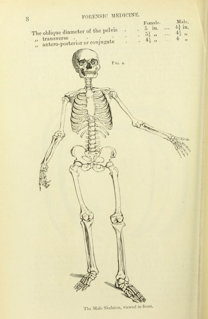 The Male Skeleton, viewed in front.