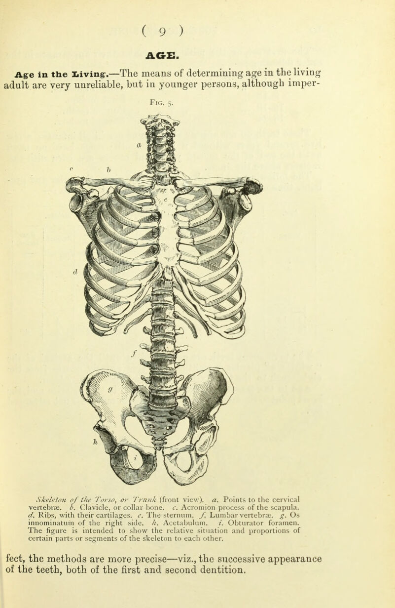 A GOB. Age in the Living.—The means of determining age in the living adult are very unreliable, but in younger persons, although imper- Fig. 5. Skeleton of the Torso, or Trunk (front view), a. Points to the cervical vertebra;. Clavicle, or collar-bone. c. Acromion process of the scapula. d. Ribs, with their cartilages, c. The sternum, f. Lumbar vertebrae, g. Os innominatum of the right side. //. Acetabulum. /'. Obturator foramen. The figure is intended to show the relative situation and proportions of certain parts or segments of the skeleton to each other. feet, the methods are more precise—viz., the successive appearance of the teeth, both of the first and second dentition.