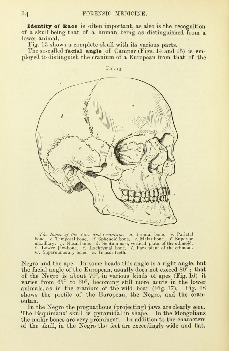 Identity of Race is often important, as also is the recognition of a skull being that of a human being as distinguished from a lower animal. Fig. 13 shows a complete skull with its various parts. The so-called facial angle of Camper (Figs. 14 and 15) is em- ployed to distinguish the cranium of a European from that of the Fig. 13. The Bones of the Face and Cranium, a. Frontal bone. h. Parietal bone. c. Temporal bone. d. Sphenoid bone. e. Malar bone. f. Superior maxillary, g. Nasal bone. h. Septum nasi, vertical plate of the ethmoid. i. Lower jaw-bone. k. Lachrymal bone. /. Pars plana of the ethmoid. m. Supernumerary bone. n. Incisor teeth. Negro and the ape. In some heads this angle is a right angle, but the facial angle of the European, usually does not exceed 80°; that of the Negro is about 70°, in various kinds of apes (Fig. 16) it varies from 65° to 30°, becoming still more acute in the lower animals, as in the cranium of the wild boar (Fig. 17). Fig. 18 shows the profile of the European, the Negro, and the oran- outan. In the Negro the prognathous (projecting) jaws are clearly seen. The Esquimaux' skull is pyramidal in shape. In the Mongolians the malar bones are very prominent. In addition to the characters of the skull, in the Negro the feet are exceedingly wide and flat,