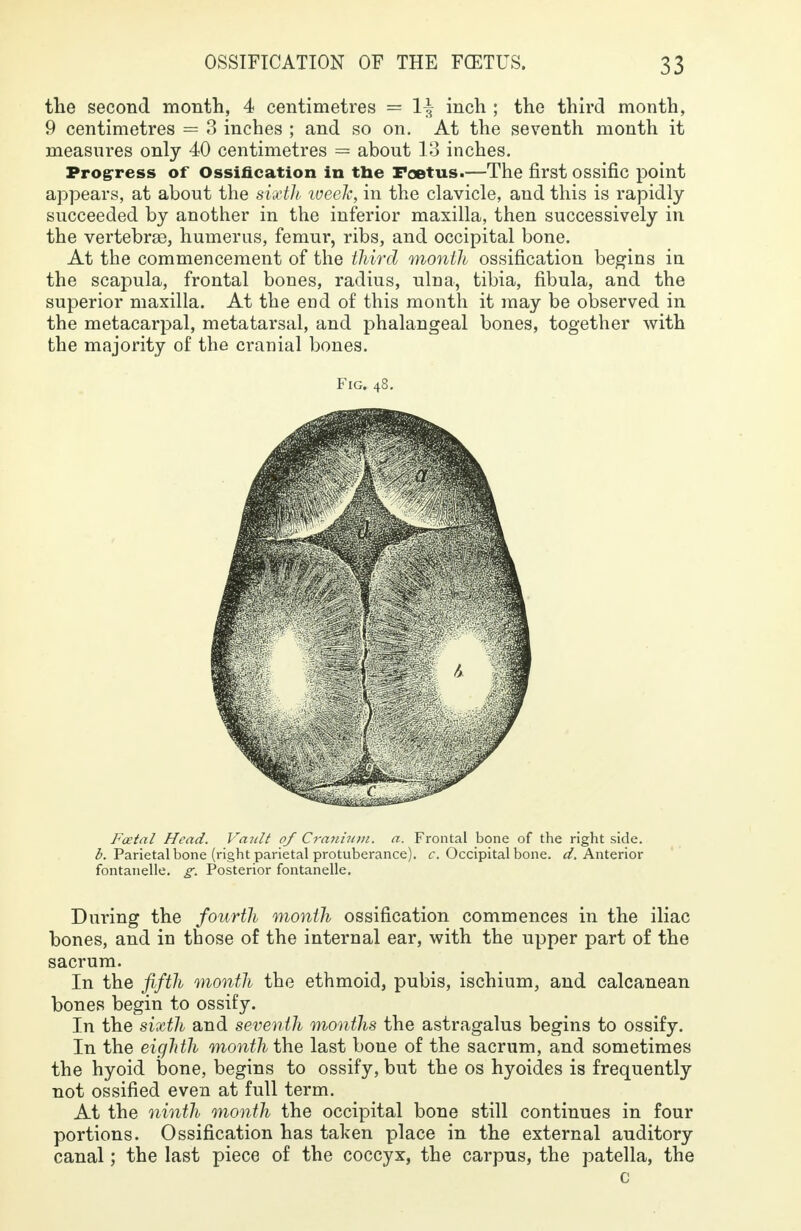 the second month, 4 centimetres = 1^ inch ; the third month, 9 centimetres = 3 inches ; and so on. At the seventh month it measures only 40 centimetres = about 13 inches. Progress of Ossification in the Foetus.—The first ossific point appears, at about the sixth week, in the clavicle, and this is rapidly succeeded by another in the inferior maxilla, then successively in the vertebrae, humerus, femur, ribs, and occipital bone. At the commencement of the third month ossification begins in the scapula, frontal bones, radius, ulna, tibia, fibula, and the superior maxilla. At the end of this month it may be observed in the metacarpal, metatarsal, and phalangeal bones, together with the majority of the cranial bones. Fig. 48. Foetal Head. Vault of Cranium, a. Frontal bone of the right side. b. Parietal bone (right parietal protuberance), c. Occipital bone. d. Anterior fontanelle. g. Posterior fontanelle. During the fourth month ossification commences in the iliac bones, and in those of the internal ear, with the upper part of the sacrum. In the fifth month the ethmoid, pubis, ischium, and calcanean bones begin to ossify. In the sixth and seventh months the astragalus begins to ossify. In the eighth month the last bone of the sacrum, and sometimes the hyoid bone, begins to ossify, but the os hyoides is frequently not ossified even at full term. At the ninth month the occipital bone still continues in four portions. Ossification has taken place in the external auditory canal; the last piece of the coccyx, the carpus, the patella, the c