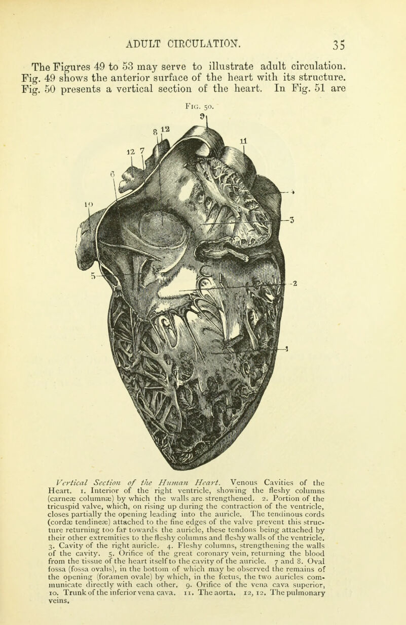 The Figures 49 to 53 may serve to illustrate adult circulation. Fig. 49 shows the anterior surface of the heart with its structure. Fig. 50 presents a vertical section of the heart. In Fig. 51 are Fig. 50. Vertical Section of the Human Heart. Venous Cavities of the Heart, i. Interior of the right ventricle, showing the fleshy columns (carnese columnse) by which the walls are strengthened. 2. Portion of the tricuspid valve, which, on rising up during the contraction of the ventricle, closes partially the opening leading into the auricle. The tendinous cords (cordae tendinea?) attached to the fine edges of the valve prevent this struc- ture returning too far towards the auricle, these tendons being attached by their other extremities to the fleshy columns and fleshy walls of the ventricle. 3. Cavity of the right auricle. 4. Fleshy columns, strengthening the walls of the cavity. 5. Orifice of the great coronary vein, returning the blood from the tissue of the heart itself to the cavity of the auricle. 7 and 8. Oval fossa (fossa ovahs), in the bottom of which may be observed the remains of the opening (foramen ovale) by which, in the fcetus, the two auricles com- municate directly with each other. 9. Orifice of the vena cava superior, 10. Trunkof the inferior vena cava. 11. Theaorta. 12,12. The pulmonary veins.