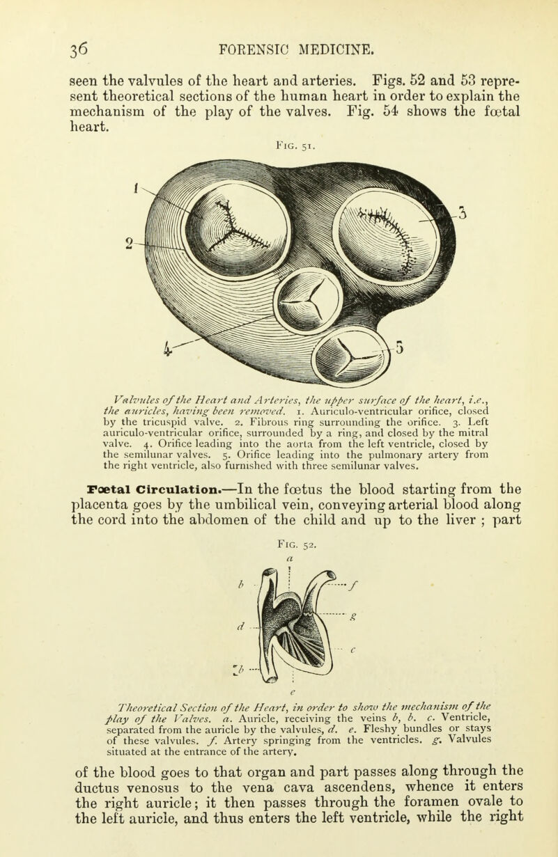 seen the valvules of the heart and arteries. Figs. 52 and 53 repre- sent theoretical sections of the human heart in order to explain the mechanism of the play of the valves. Fig. 54 shows the fcetal heart. Fig. 51. Valvules of the Heart and Arteries, the upper surface of the heart, i.e., the auricles, having been removed, i. Auriculo-ventricular orifice, closed by the tricuspid valve. 2. Fibrous ring surrounding the orifice. 3. Left auriculo-ventricular orifice, surrounded by a ring, and closed by the mitral valve. 4. Orifice leading into the aorla from the left ventricle, closed by the semilunar valves. 5. Orifice leading into the pulmonary artery from the right ventricle, also furnished with three semilunar valves. Foetal Circulation.—In the foetus the blood starting from the placenta goes by the umbilical vein, conveying arterial blood along the cord into the abdomen of the child and up to the liver ; part Fig. 52. a Theoretical Section of the Heart, in order to show the mechanism of the play of the Valves, a. Auricle, receiving the veins b, b. c. Ventricle, separated from the auricle by the valvules, d. e. Fleshy bundles or stays of these valvules, f. Artery springing from the ventricles, g. Valvules situated at the entrance of the artery. of the blood goes to that organ and part passes along through the ductus venosus to the vena cava ascendens, whence it enters the right auricle; it then passes through the foramen ovale to the left auricle, and thus enters the left ventricle, while the right