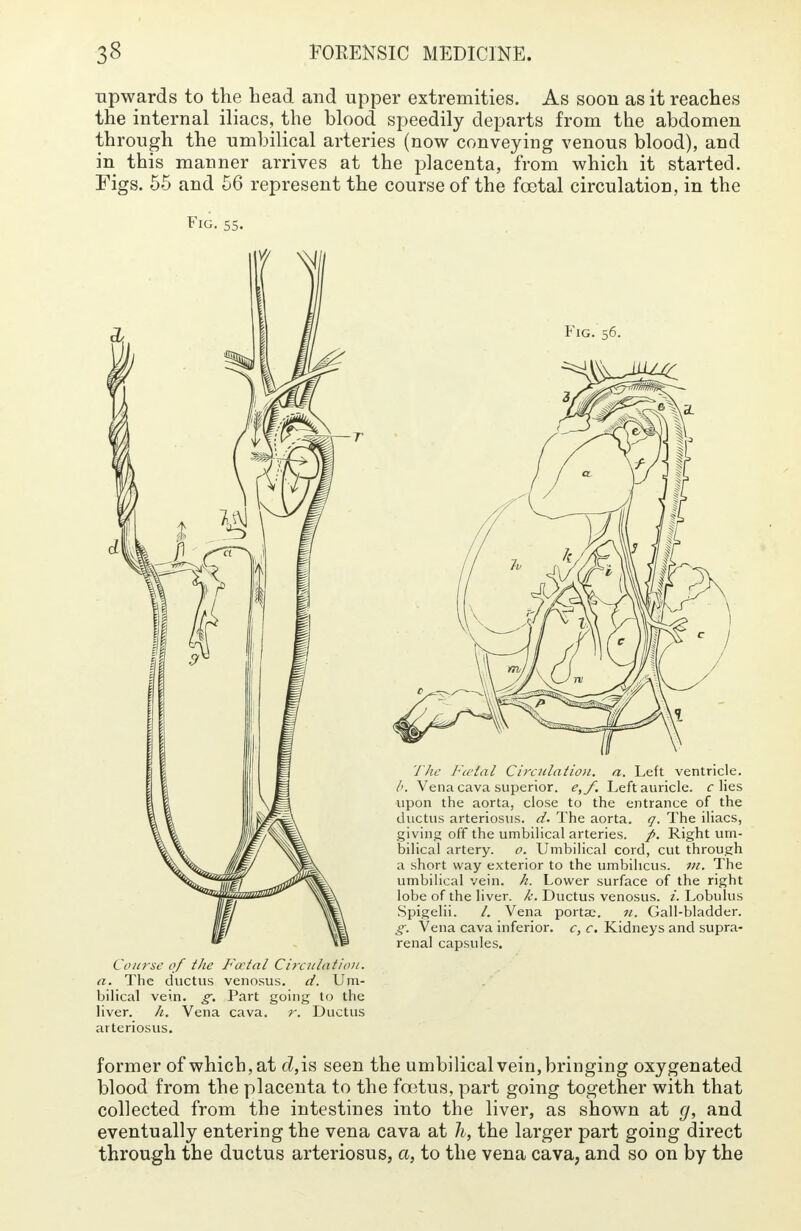 upwards to the bead and upper extremities. As soon as it reaches the internal iliacs, the blood speedily departs from the abdomen through the umbilical arteries (now conveying venous blood), and in this manner arrives at the placenta, from which it started. Figs. 55 and 56 represent the course of the foetal circulation, in the Fig. 55. Course of the Foetal Circulation, a. The ductus venosus. d. Um- bilical vein. g. Part going to the liver. h. Vena cava. r. Ductus arteriosus. Fig. 56. The Fcetal Circulation, a. Left ventricle. b. Vena cava superior. e,f. Left auricle, c lies upon the aorta, close to the entrance of the ductus arteriosus, d. The aorta, q. The iliacs, giving off the umbilical arteries, f>. Right um- bilical artery, o. Umbilical cord, cut through a short way exterior to the umbilicus, m. The umbilical vein. h. Lower surface of the right lobe of the liver, k. Ductus venosus. i. Lobulus Spigelii. /. Vena portae. n. Gall-bladder. g. Vena cava inferior, c, c. Kidneys and supra- renal capsules. former of which, at ^,is seen the umbilical vein, bringing oxygenated blood from the placenta to the foetus, part going together with that collected from the intestines into the liver, as shown at g, and eventually entering the vena cava at h, the larger part going direct through the ductus arteriosus, a, to the vena cava, and so on by the